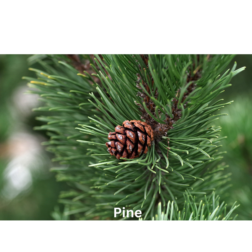 Pine