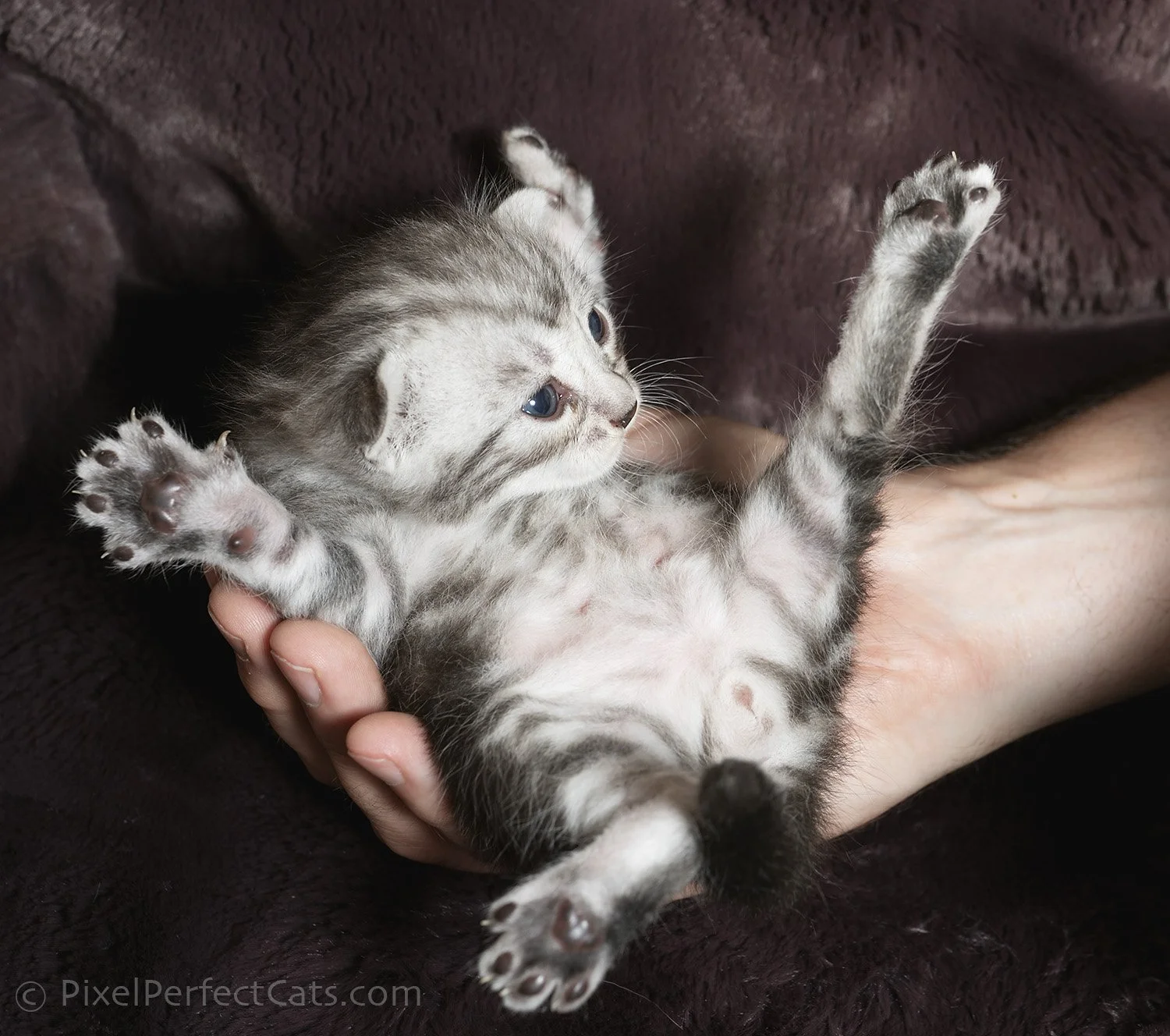 Silver bengal kitten, available for sale in Maryland.