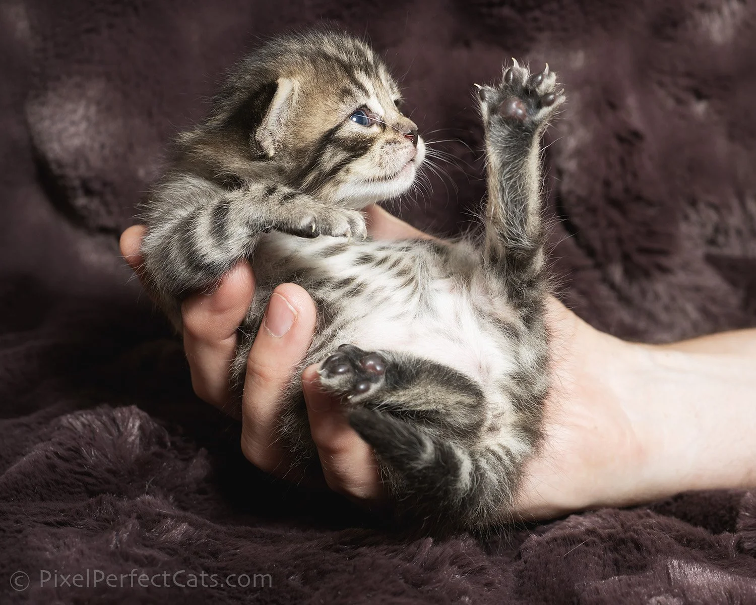 Brown rosetted bengal kitten available for sale in maryland.