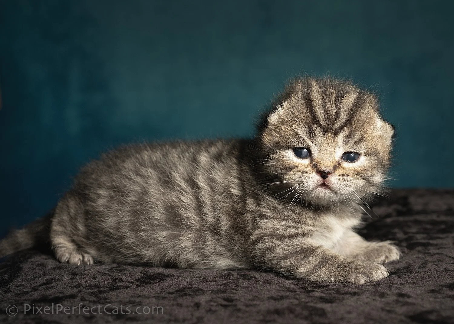 brown tabby devon rex / british shorthair kitten available for reservation in Maryland