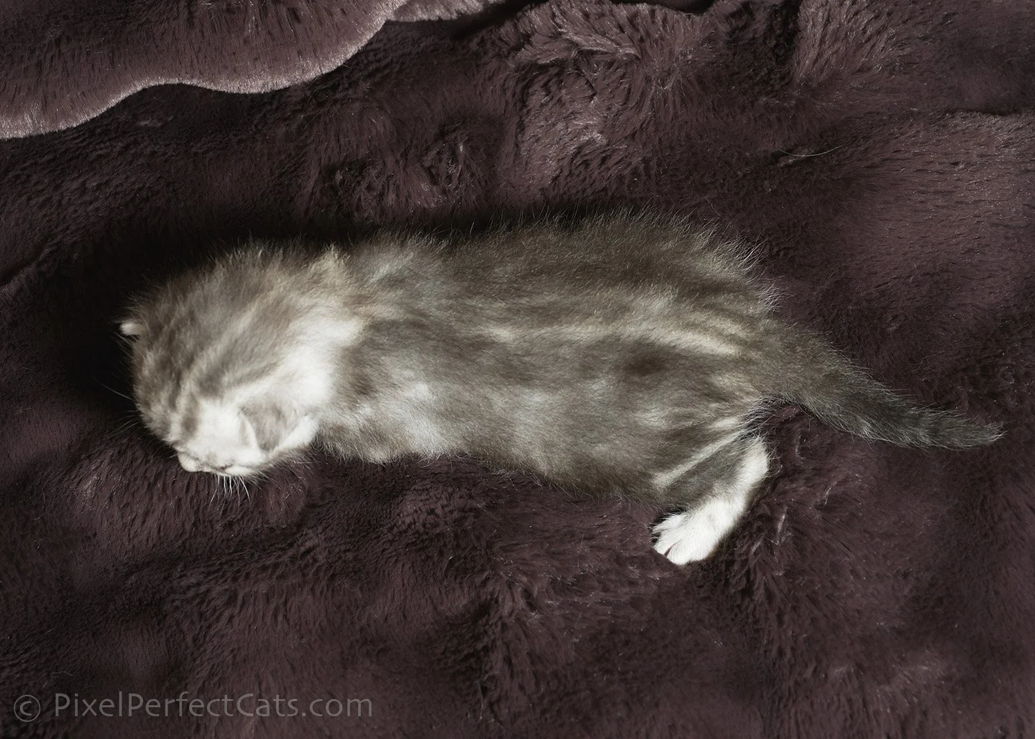 Silver bengal kitten, available for sale in Maryland.