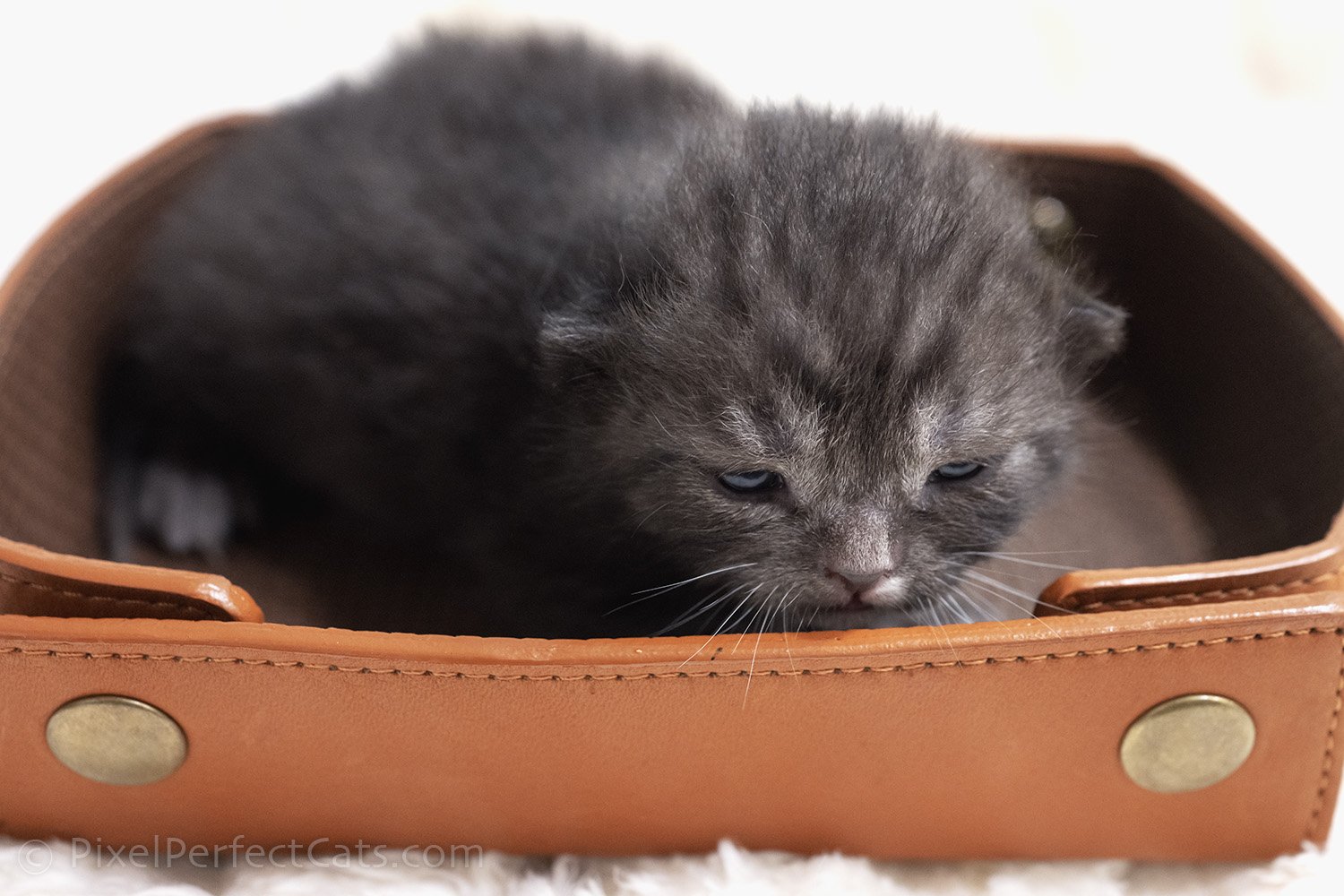 black smoke devon rex / british shorthair kitten in Maryland