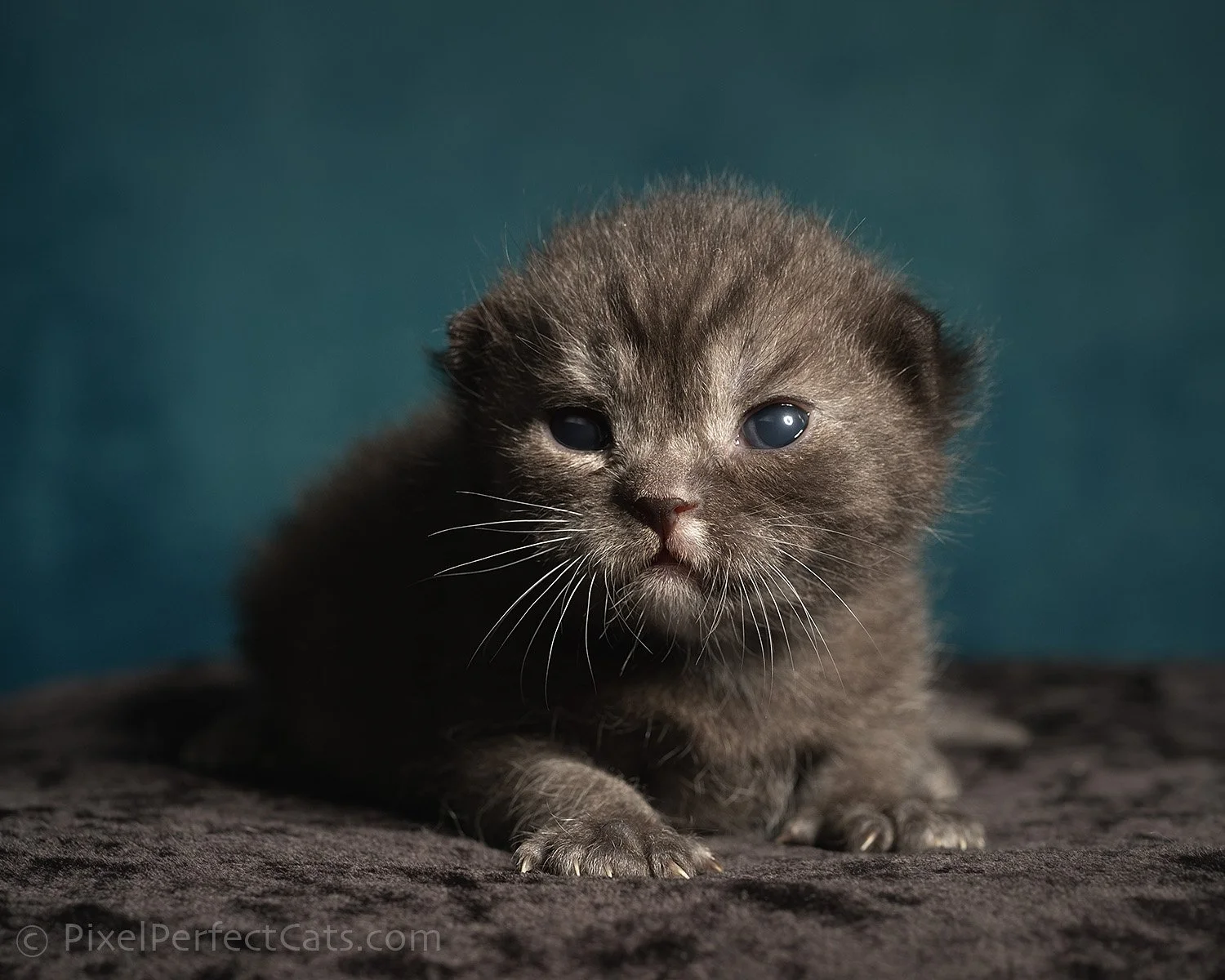 black smoke devon rex / british shorthair kitten in Maryland