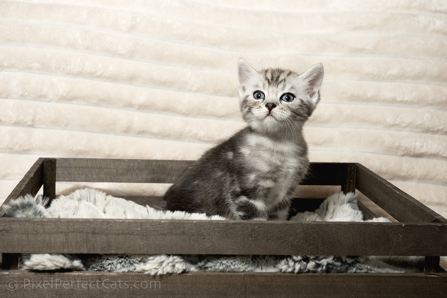 silver marble bengal kitten available for sale in maryland