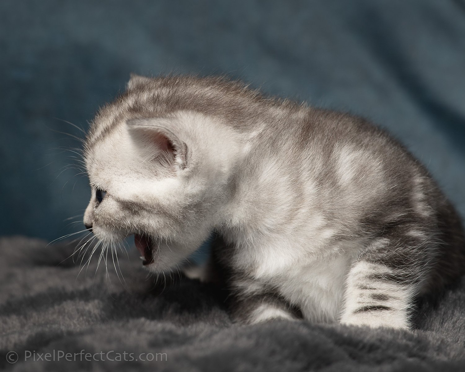 unique odd eyed silver marble bengal kitten available for sale in maryland