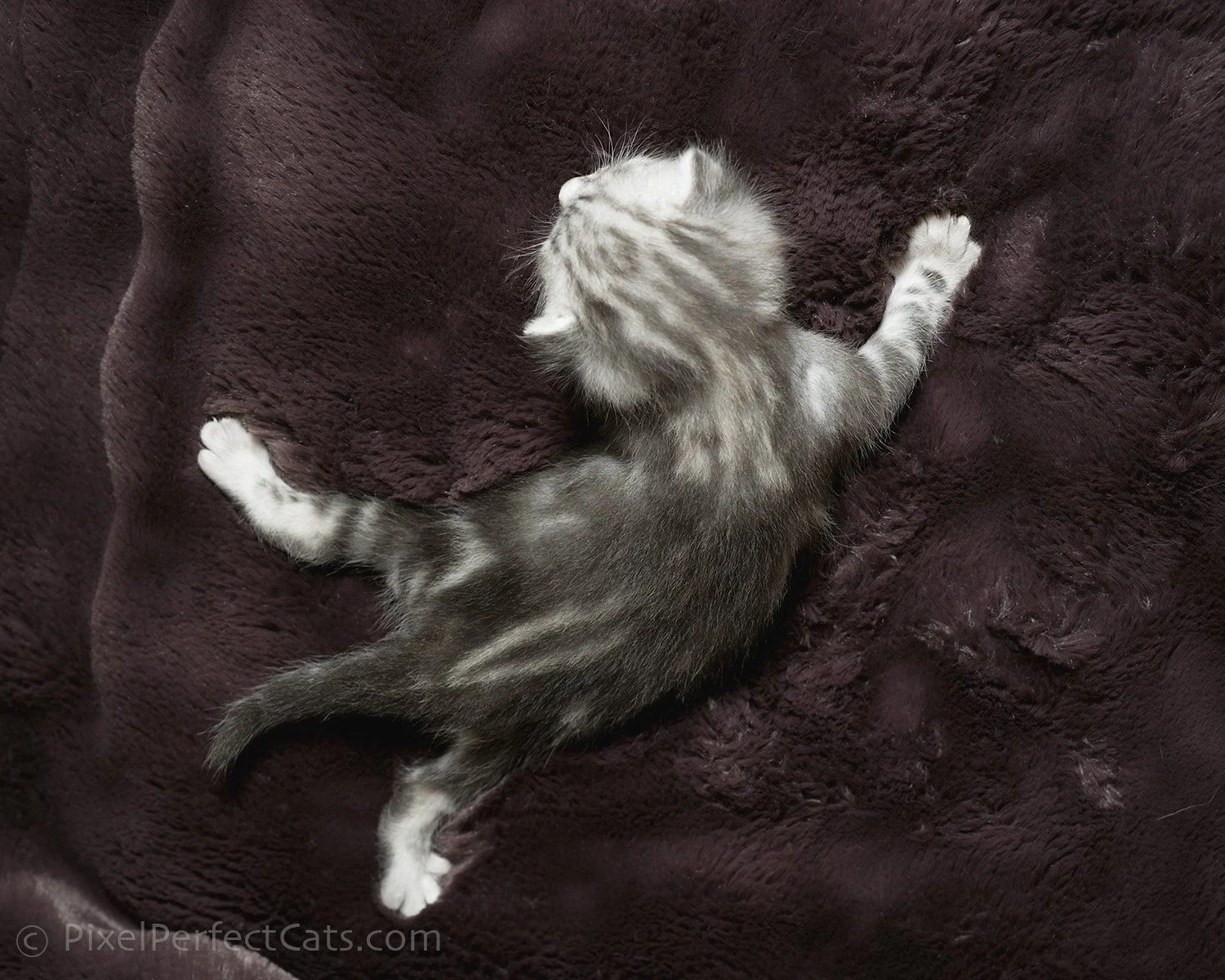 Silver bengal kitten, available for sale in Maryland.