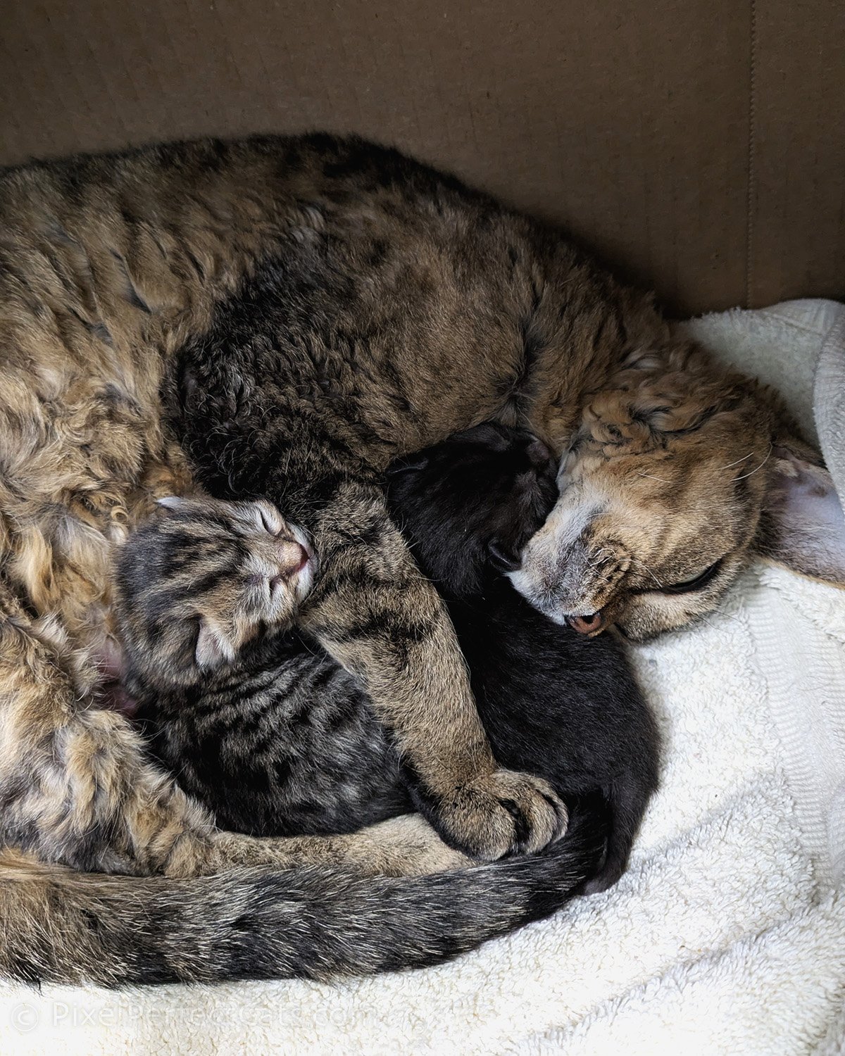 Black smoke and brown tabby Devon Rex / British Shorthair outcross kittens available in maryland