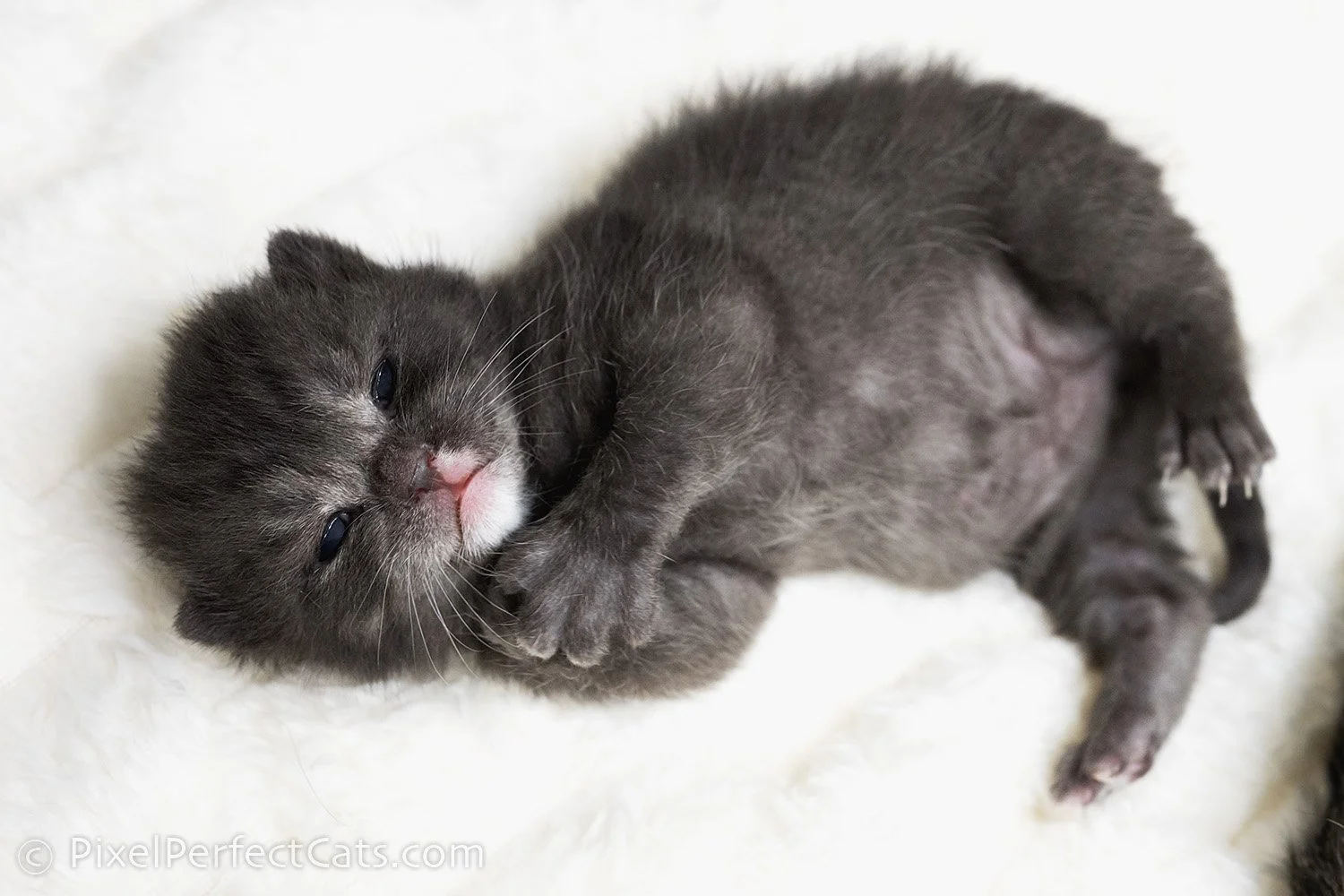 black smoke devon rex / british shorthair kitten in Maryland