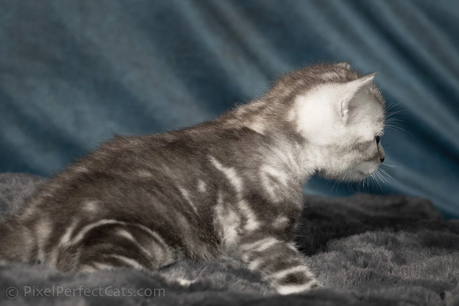 unique odd eyed silver marble bengal kitten available for sale in maryland