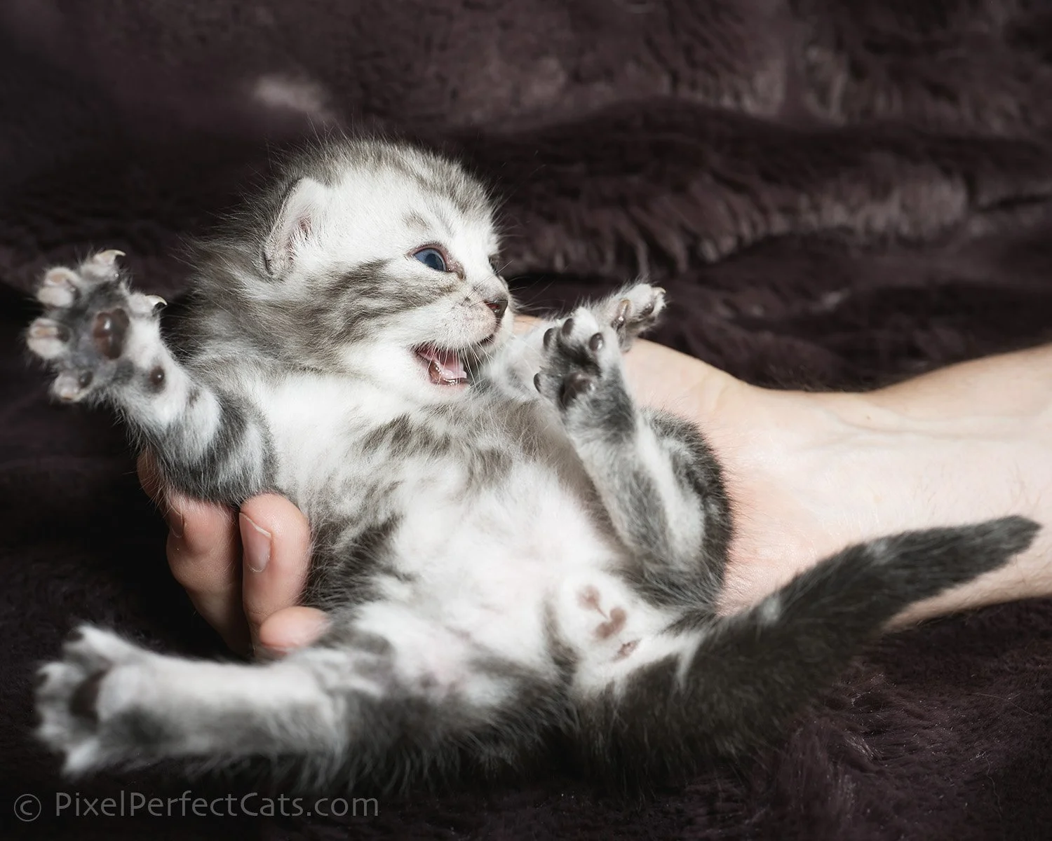 Silver bengal kitten, available for sale in Maryland.