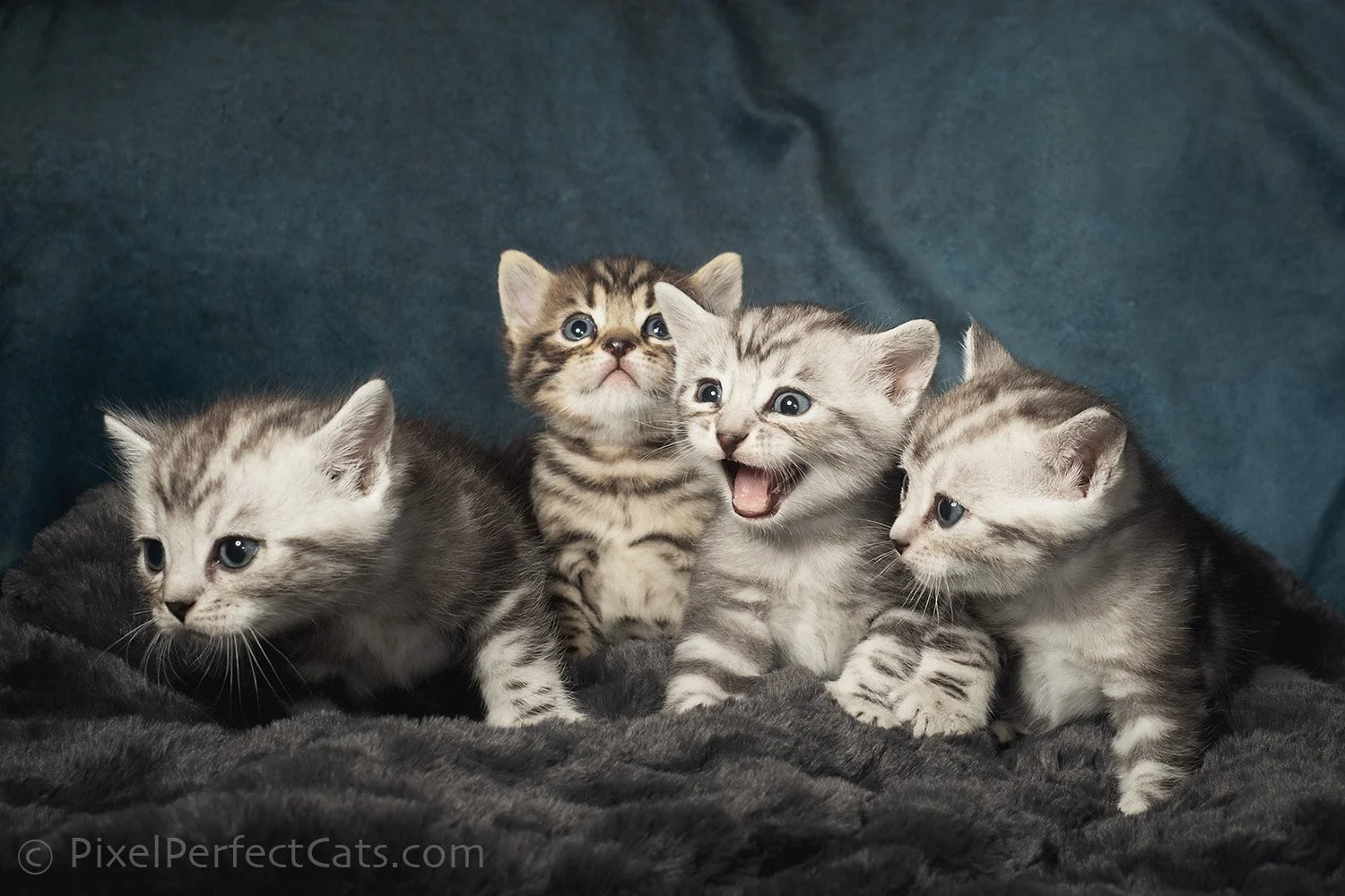 bengal kittens available for sale in maryland