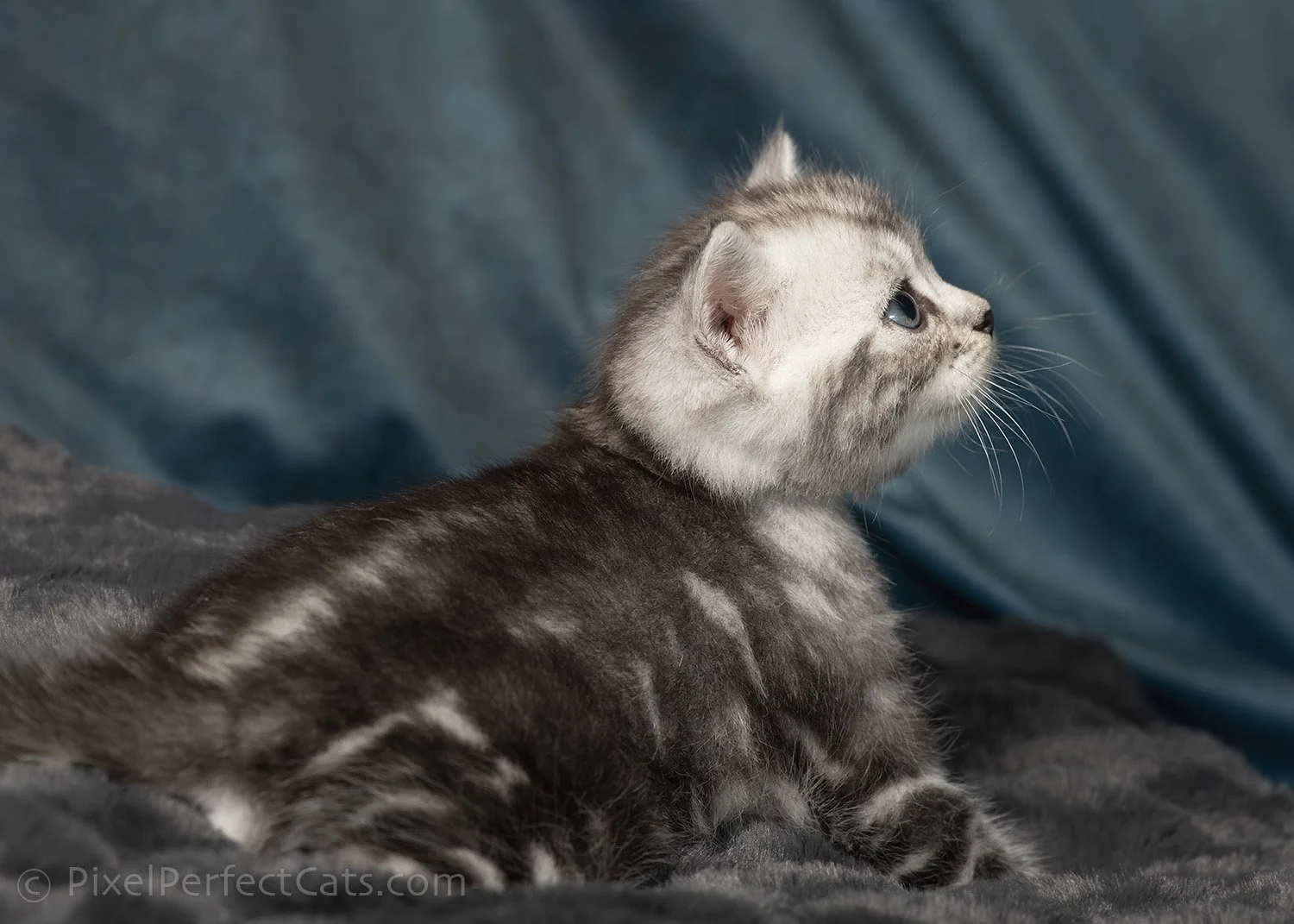 silver marble bengal kitten available for sale in maryland