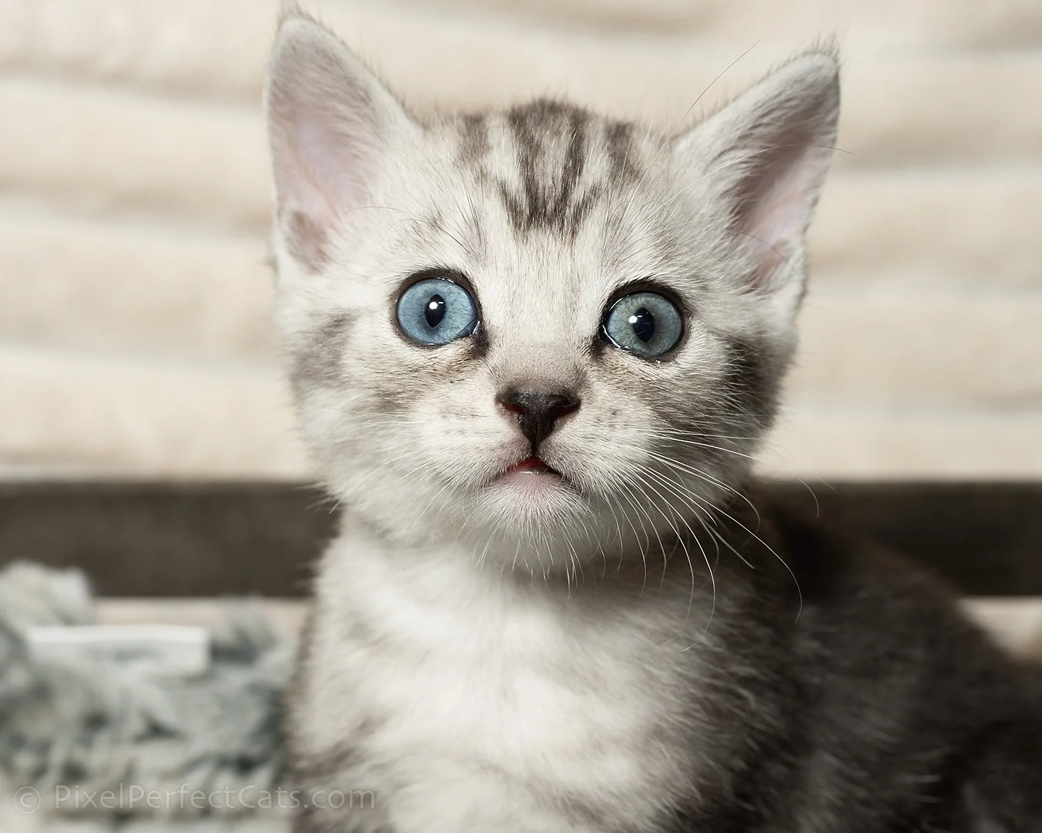 odd eyed silver marble bengal kitten available for sale in maryland