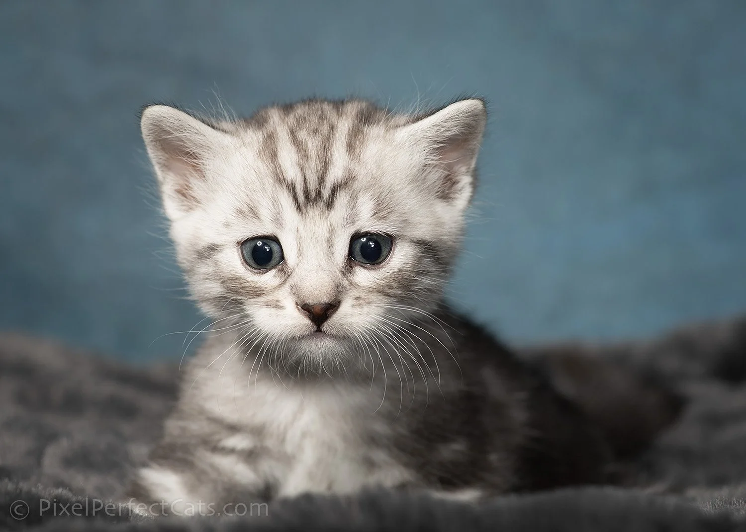 silver marble bengal kitten available for sale in maryland