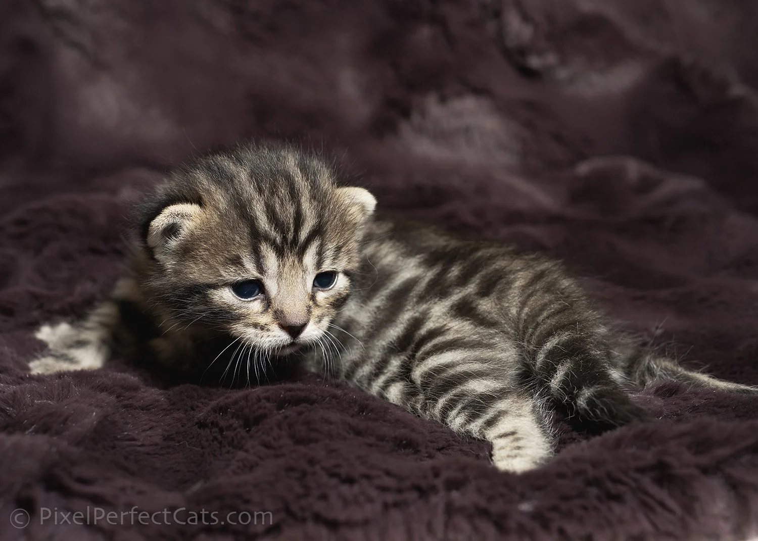 Brown rosetted bengal kitten available for sale in maryland.