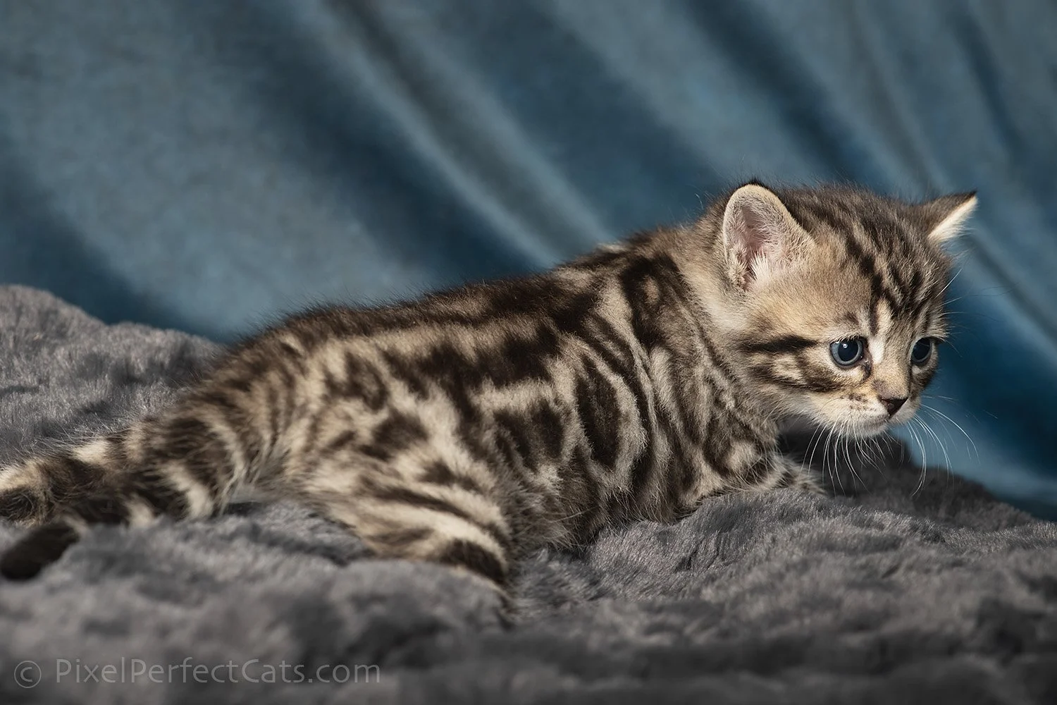 brown rosetted female bengal kitten available for sale in maryland