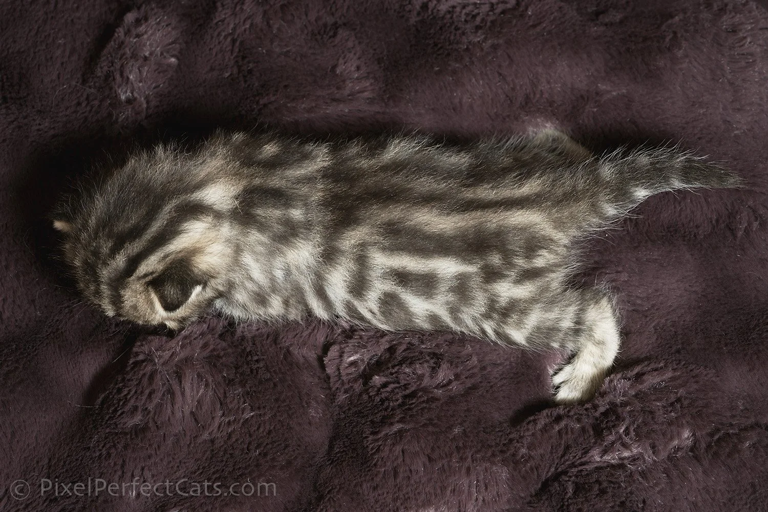 Brown rosetted bengal kitten available for sale in maryland.