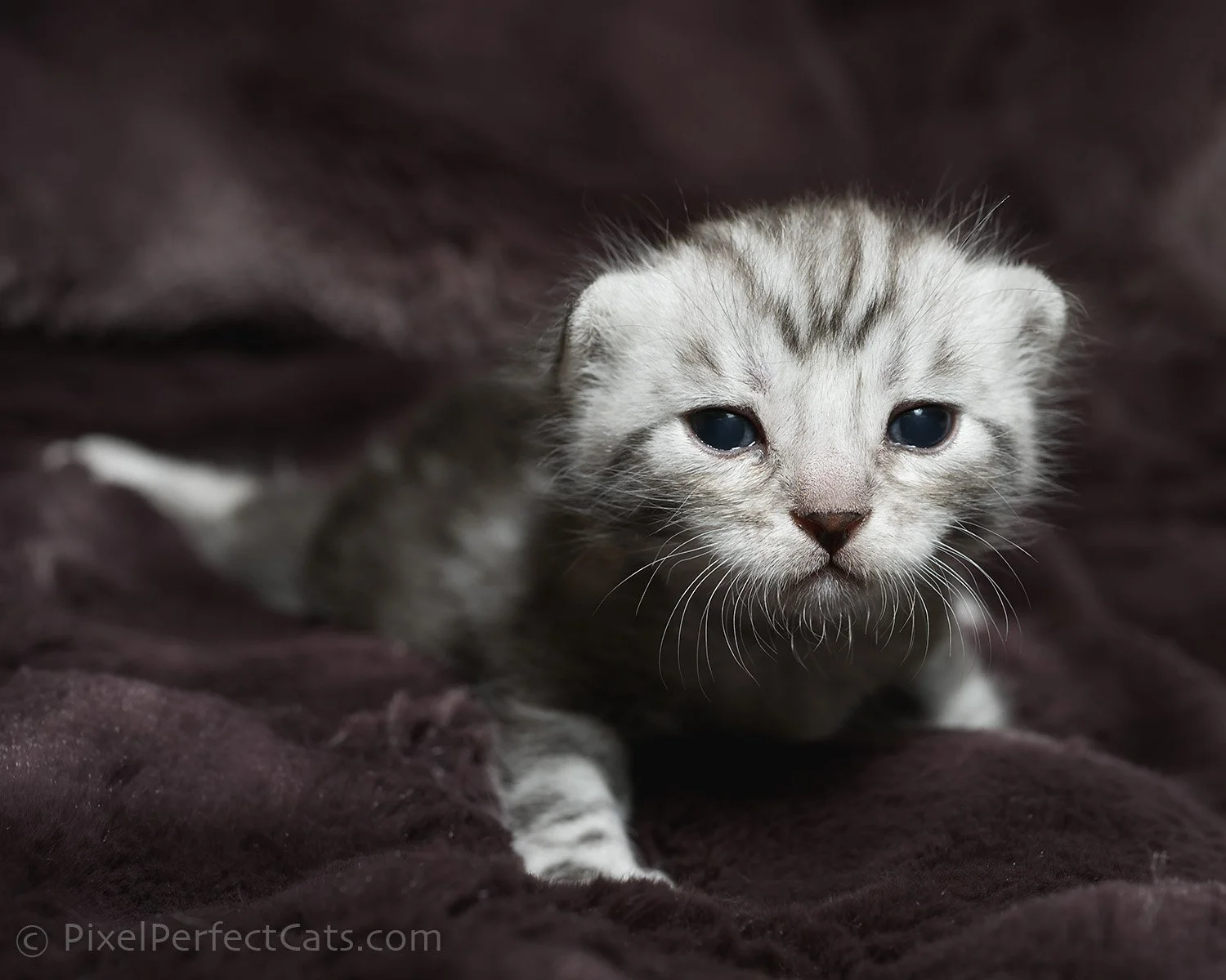 Silver bengal kitten, available for sale in Maryland.
