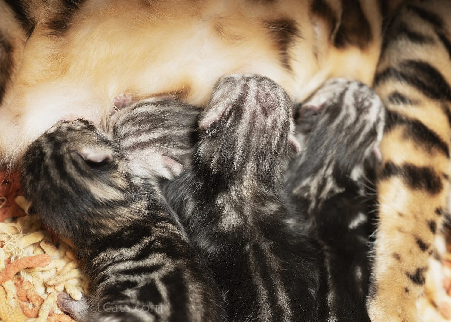 A day old litter of four bengal kittens, three silver and one brown, who will be available soon.