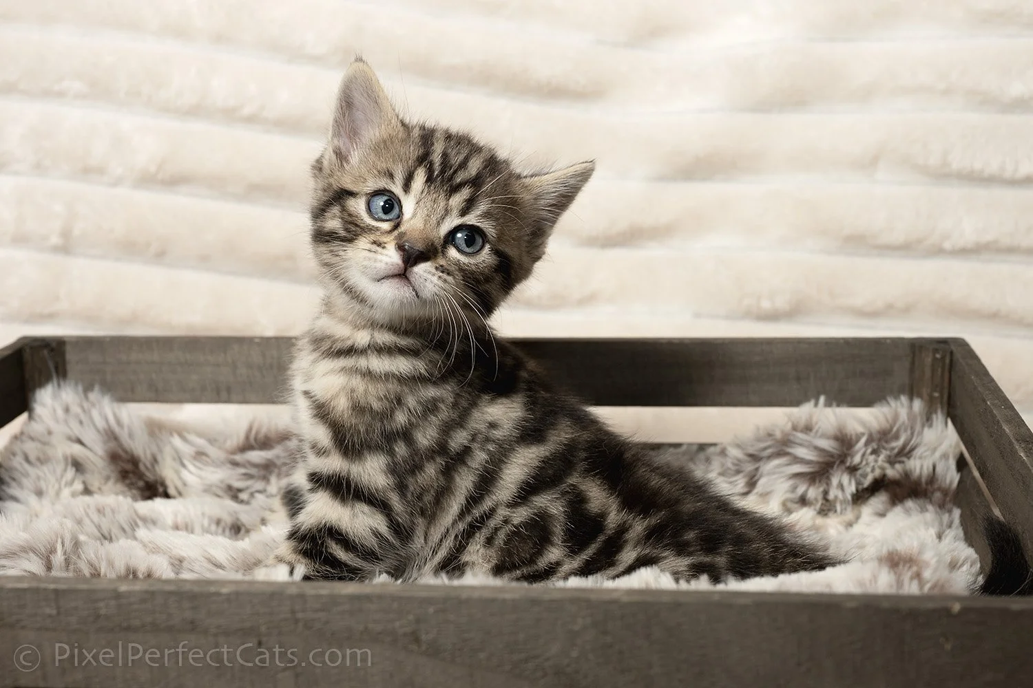 brown bengal kitten available for sale in maryland