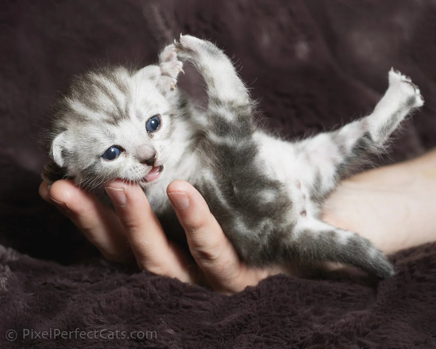 Silver bengal kitten, available for sale in Maryland.