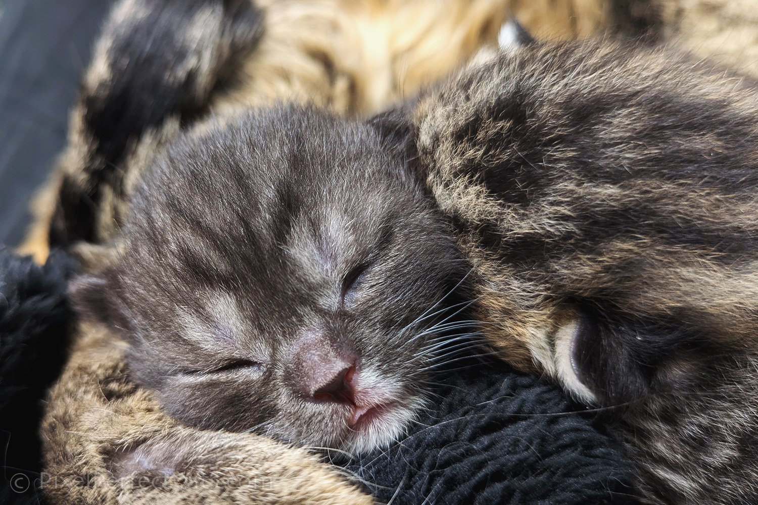 Black smoke Devon Rex / British Shorthair outcross kitten available in maryland