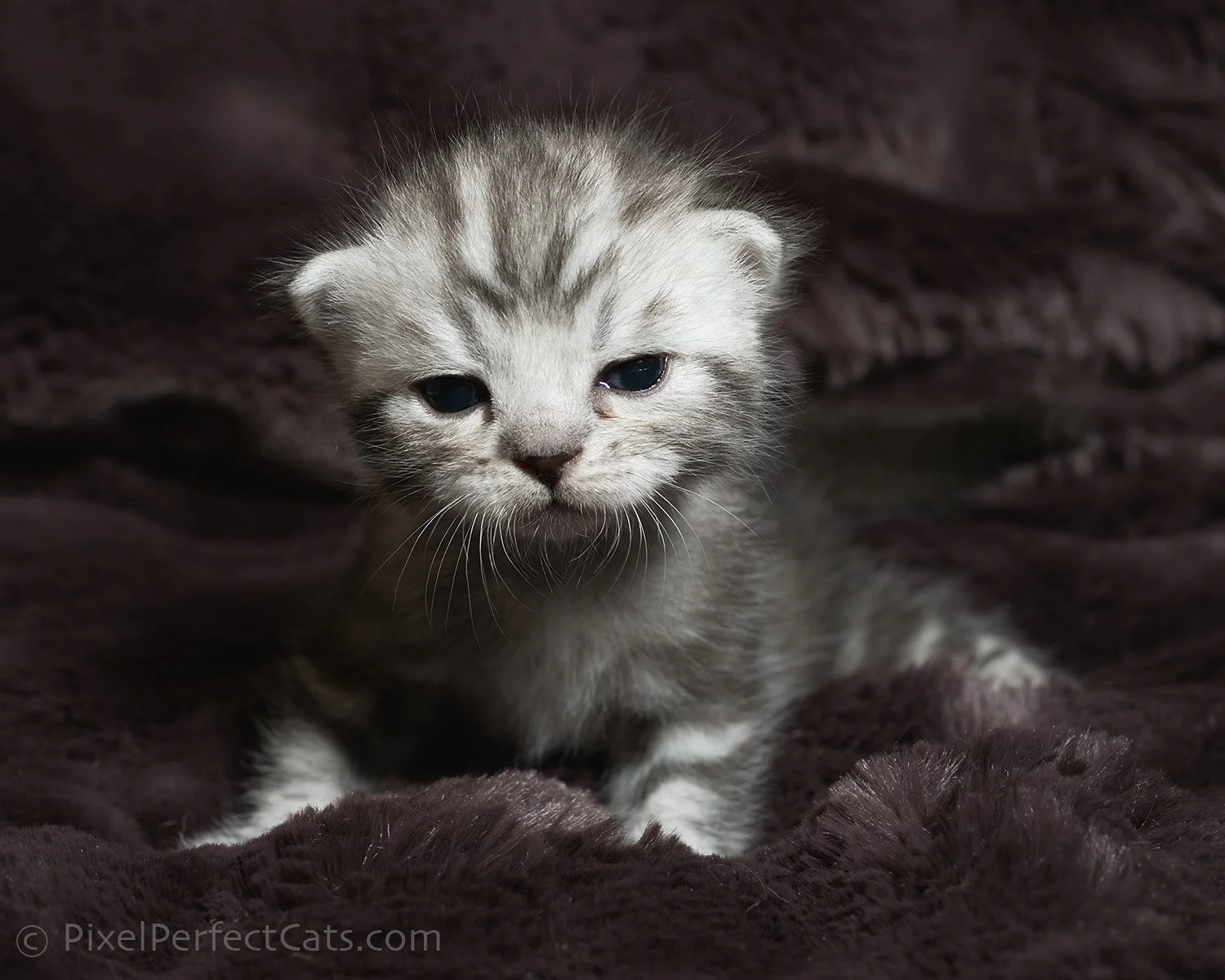 Silver bengal kitten, available for sale in Maryland.