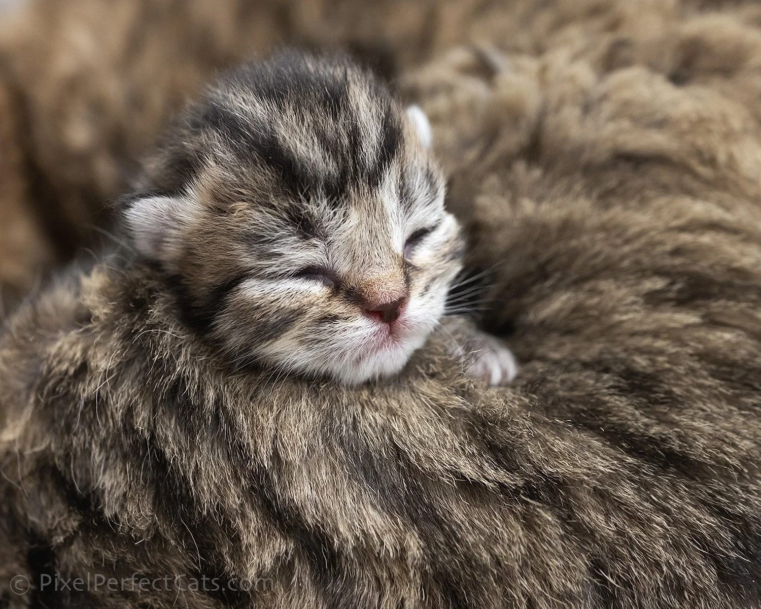 newborn brown tabby devon rex / british shorthair kitten available for reservation in Maryland