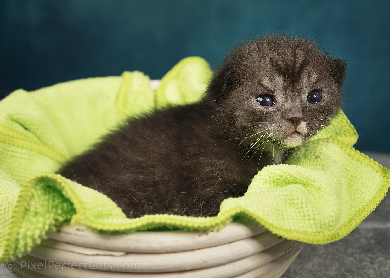 black smoke devon rex / british shorthair kitten in Maryland