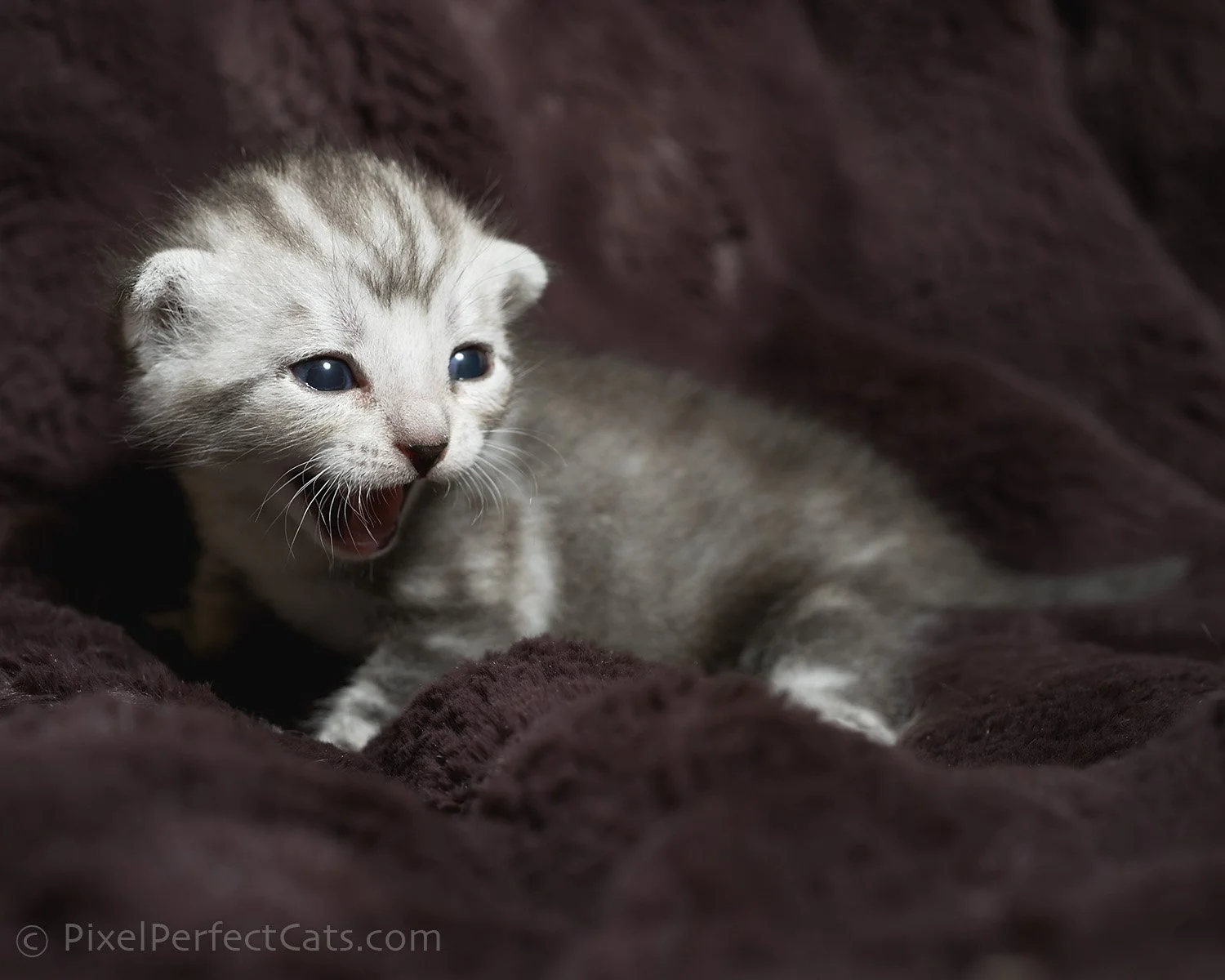 Silver bengal kitten, available for sale in Maryland.