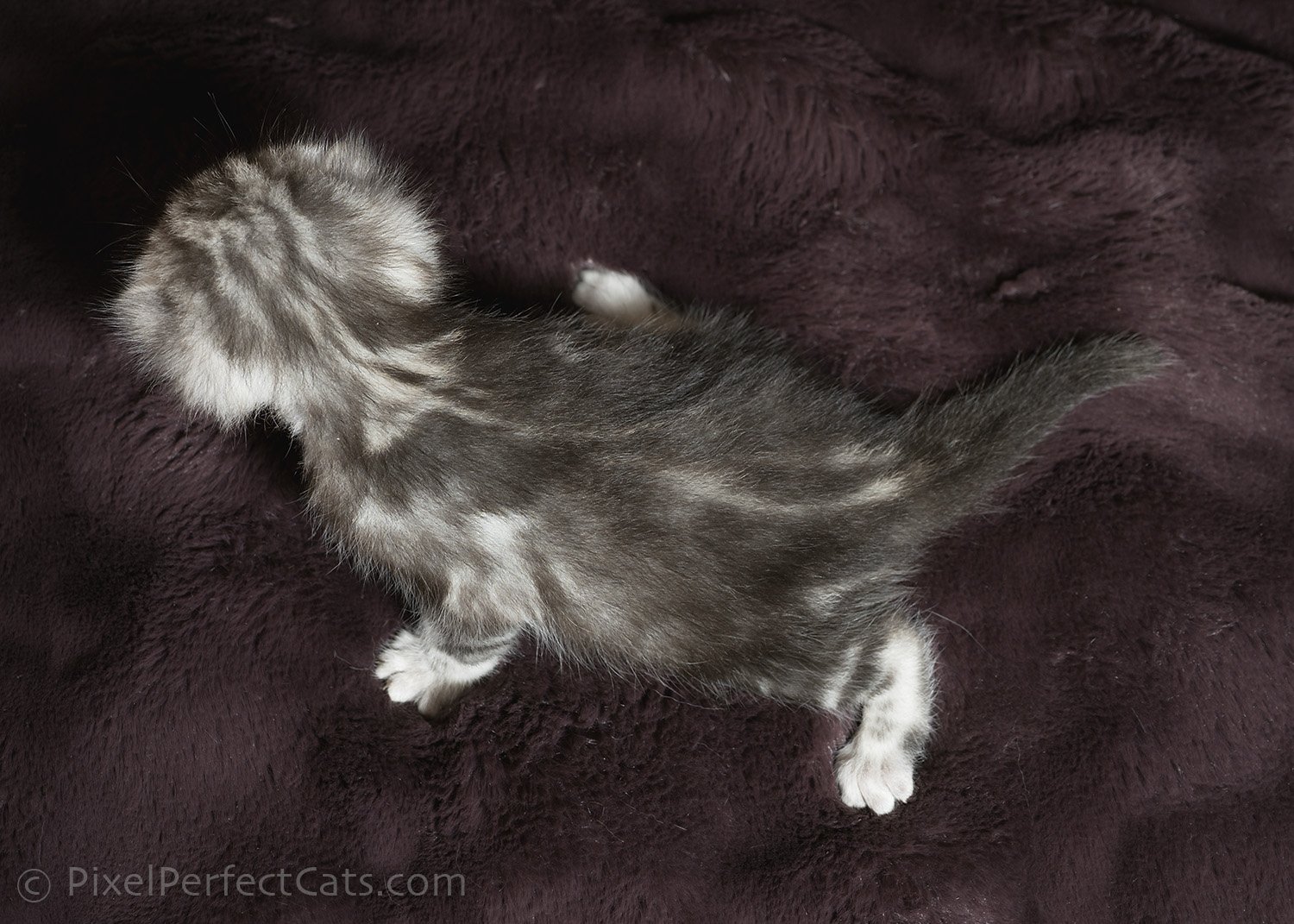 Silver bengal kitten, available for sale in Maryland.