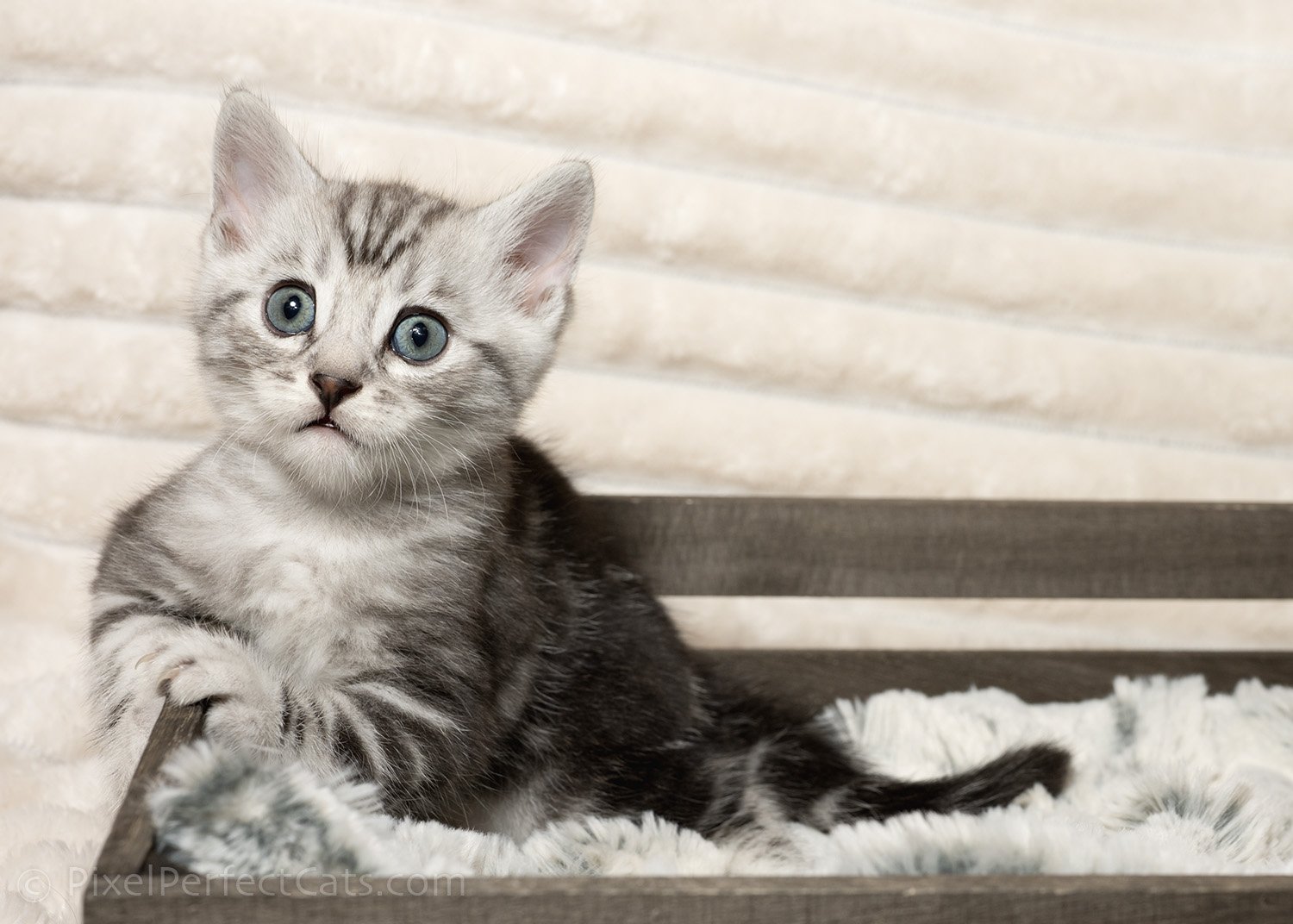 silver marble bengal kitten available for sale in maryland