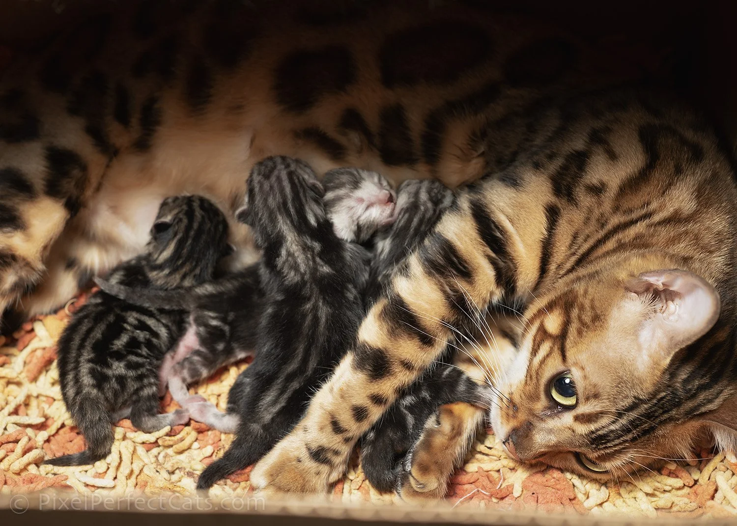 A litter of four adorable bengal / british shorthair outcross kittens.
