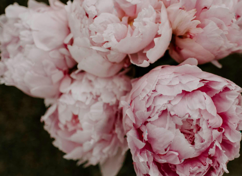Peony #1.png