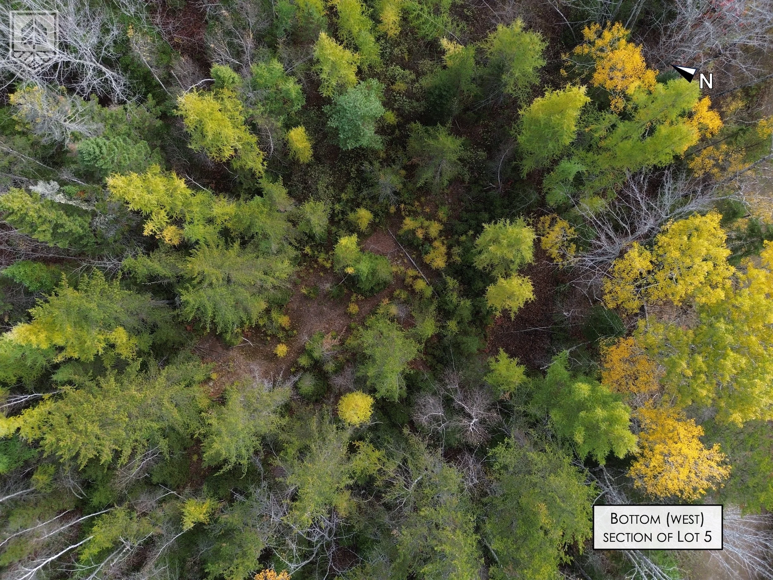 An aerial view of a forested area with trees of various shades of green and yellow, indicating a fall season. There is a small patch of ground visible among the trees, with no buildings or structures in sight. A black and white compass arrow indicati