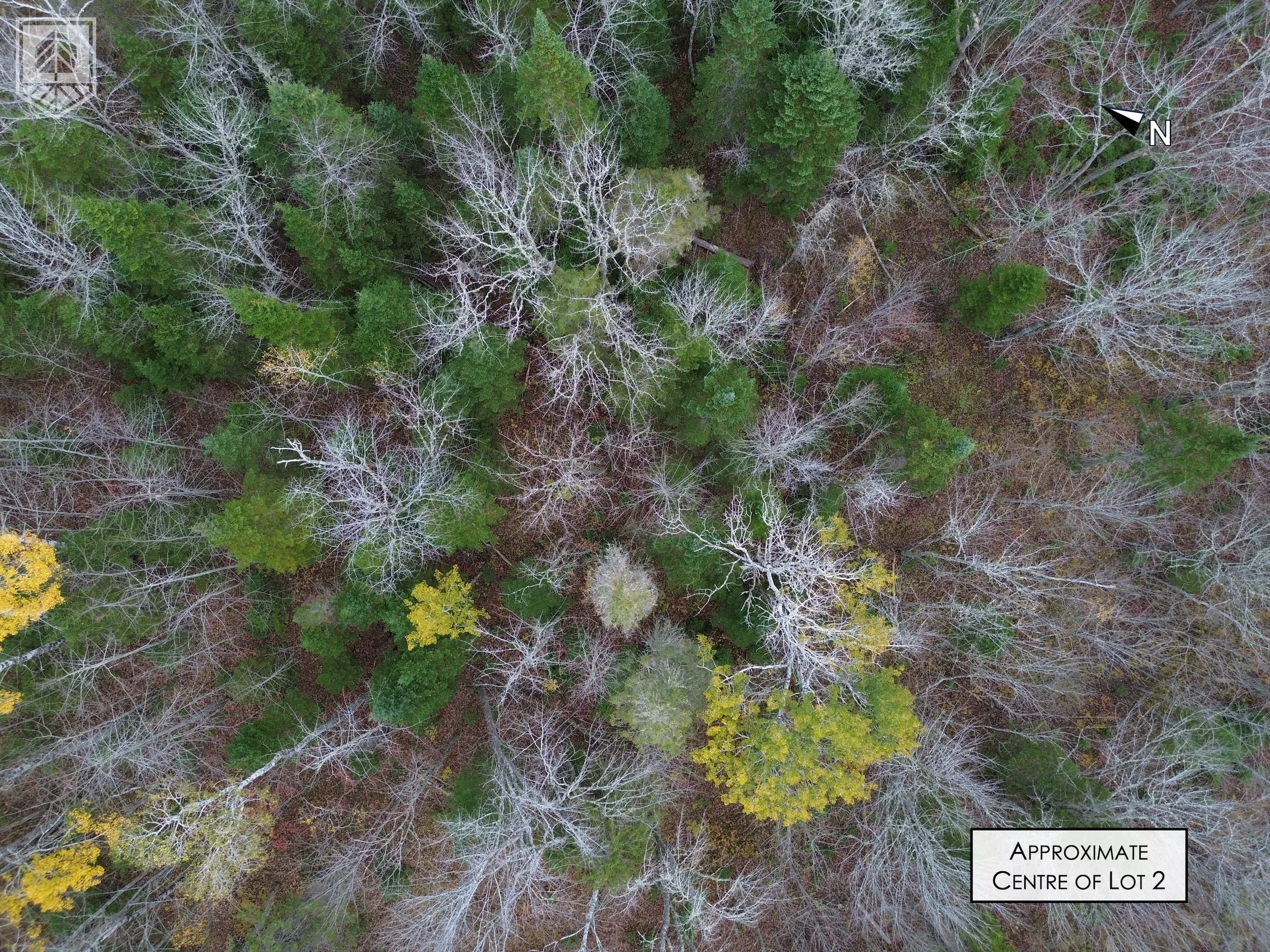 An aerial view of a forested area with a mix of green and leafless trees, some with yellow foliage, and the ground covered in brown leaves. A small structure is visible in the top left corner, and a compass indicating north is in the top right corner
