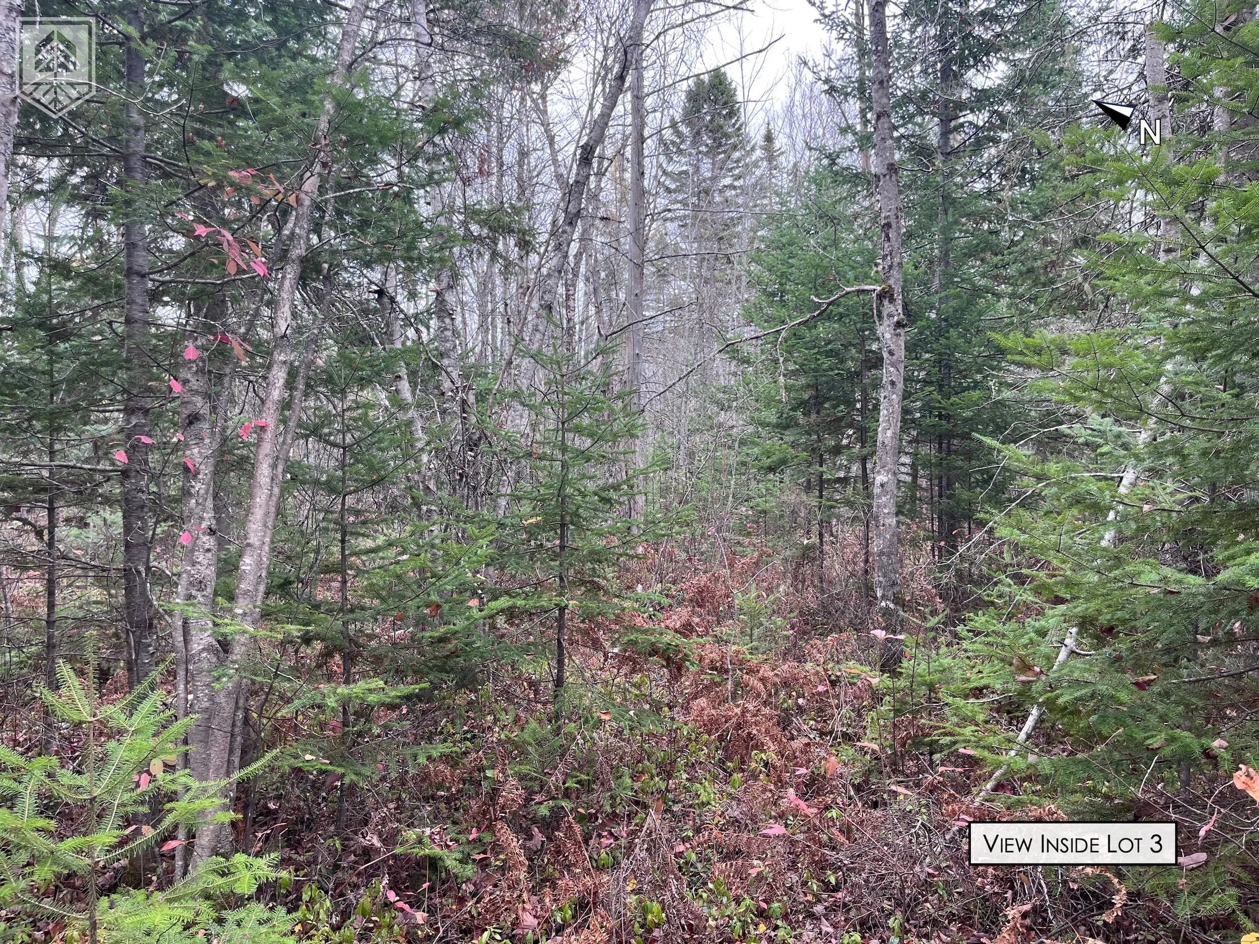 Dense forested lot with trees and underbrush, view inside lot 3, overcast weather.