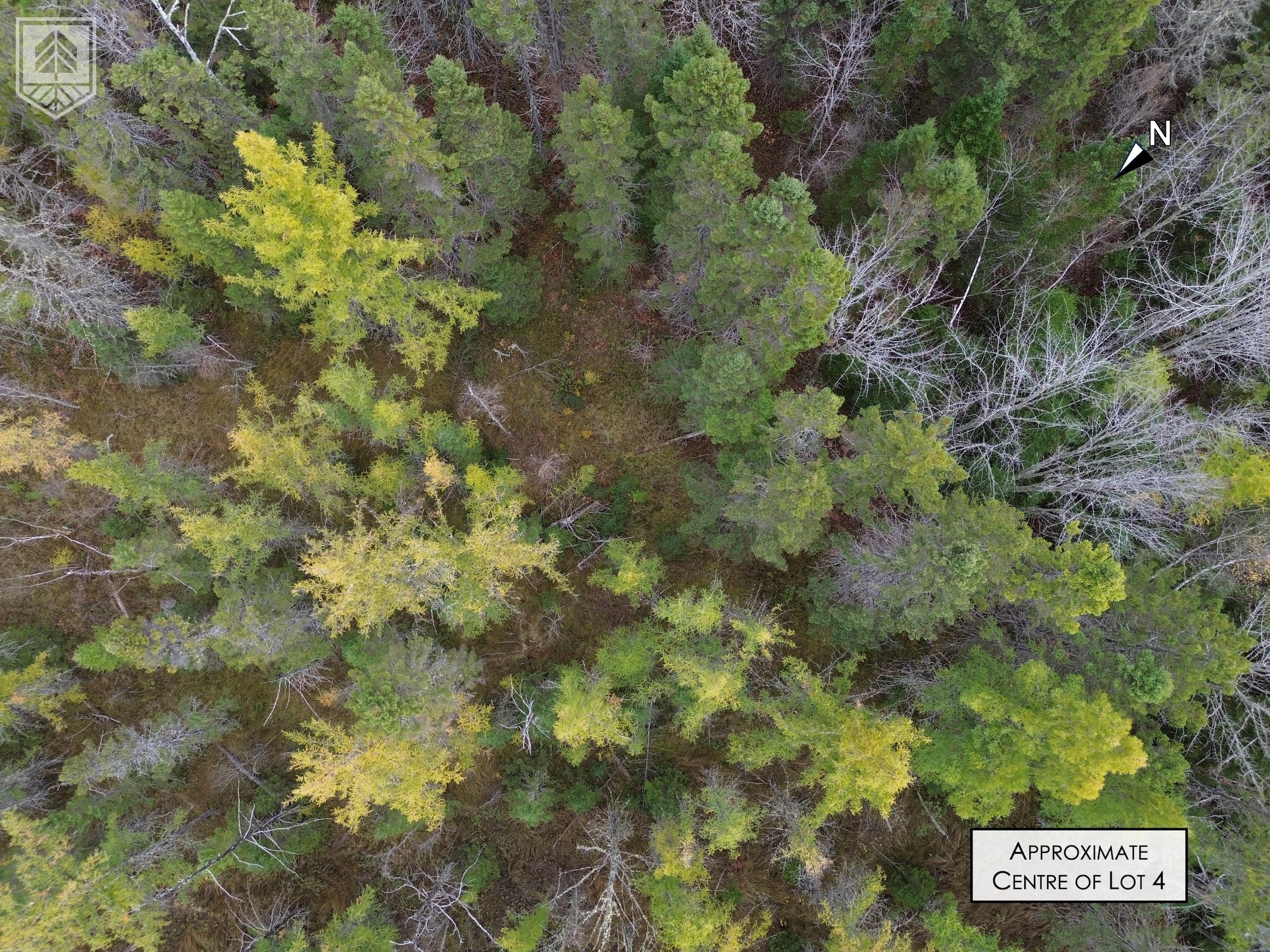 Aerial view of densely wooded forest with various green and some leafless trees, and a label indicating the approximate center of lot 4.