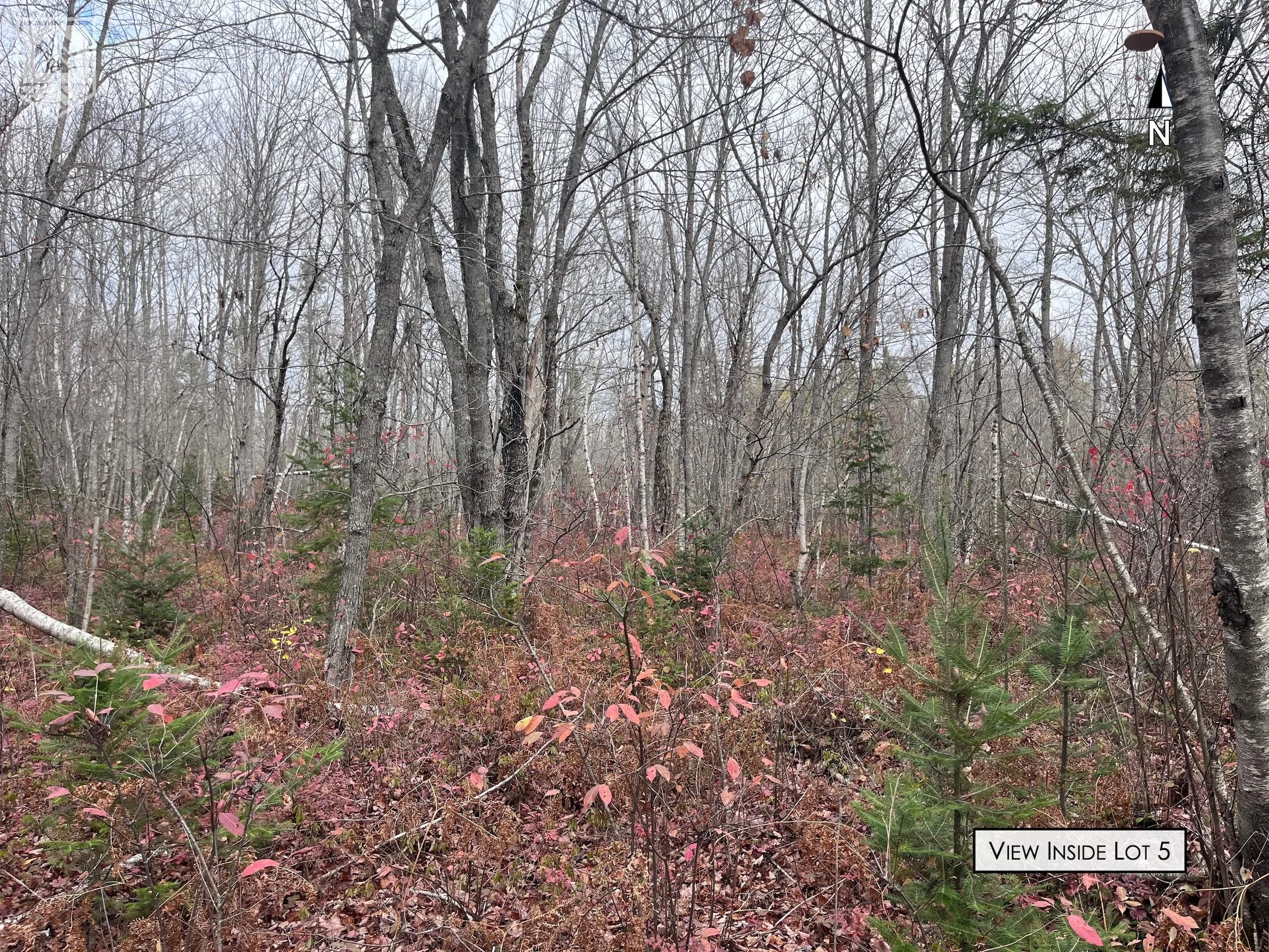 A wooded area with trees and pink and green plants, labeled as view inside lot 5.