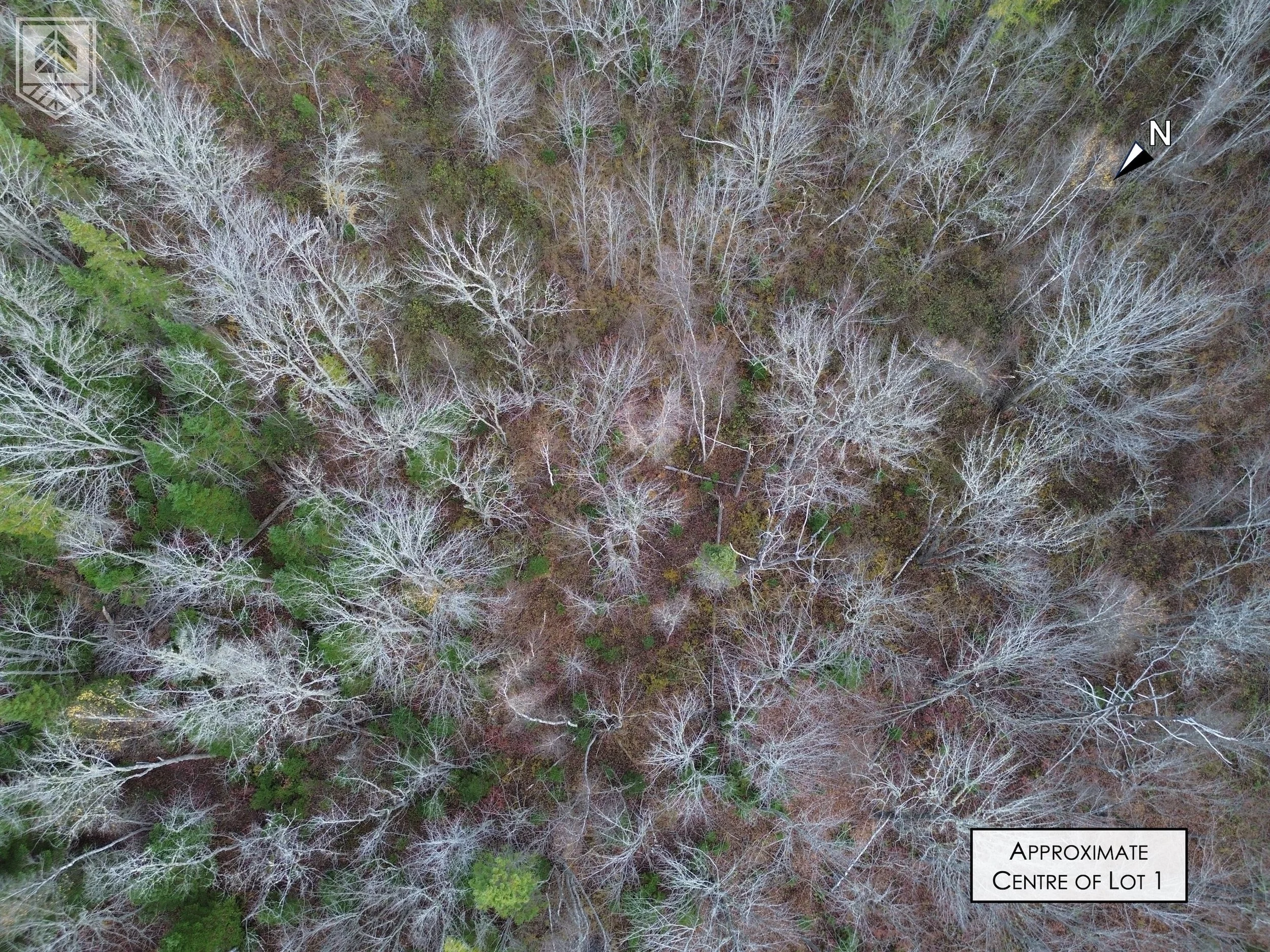 Aerial view of a forest with mostly leafless trees, some green pine trees, and a label indicating the approximate center of a lot. There's a North arrow in the top right corner.