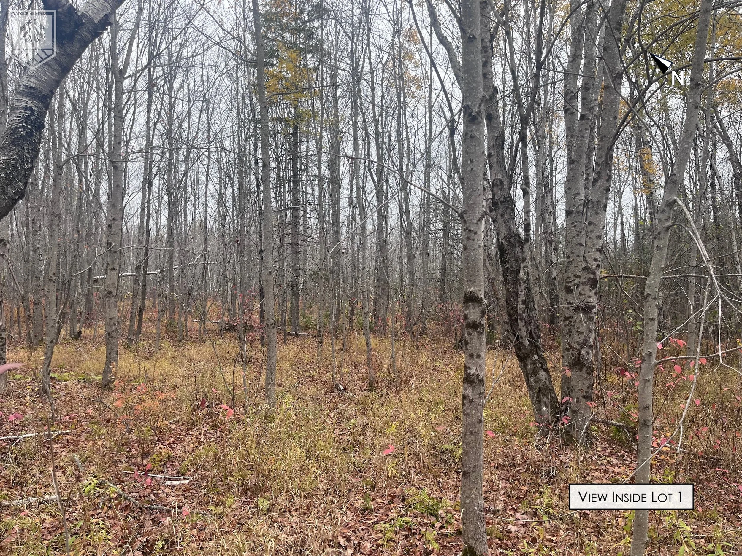 A wooded forest scene with tall, leafless trees and dry grass on the ground. There is a small sign in the lower right corner that reads "View Inside Lot 1" and a compass in the upper right corner pointing north.