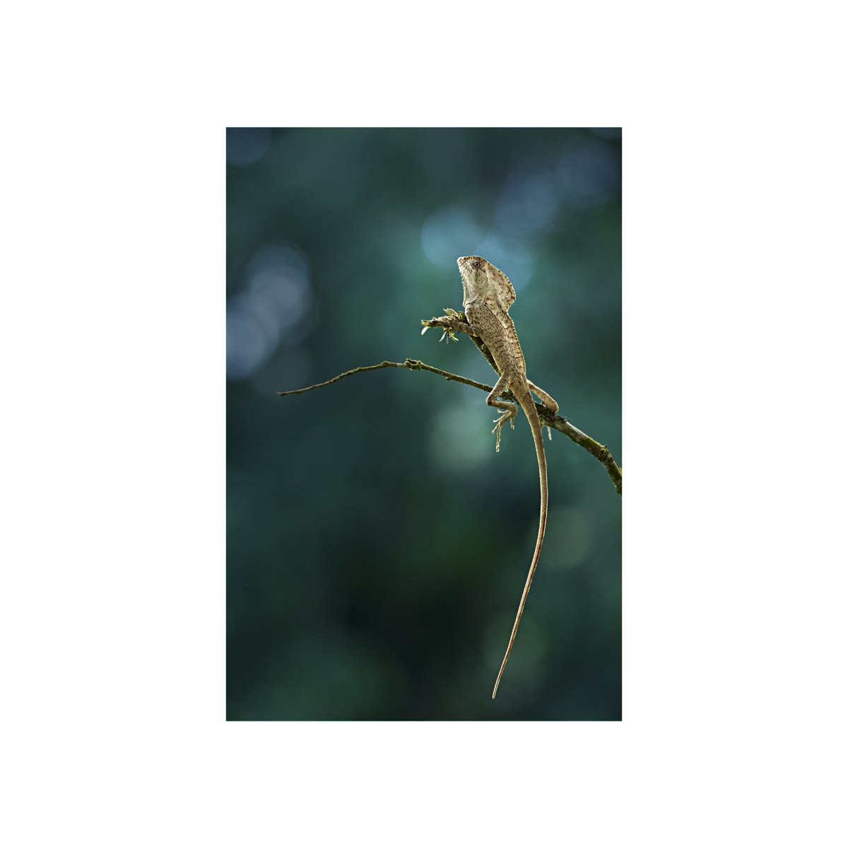 Lizard perched on a branch unframed.