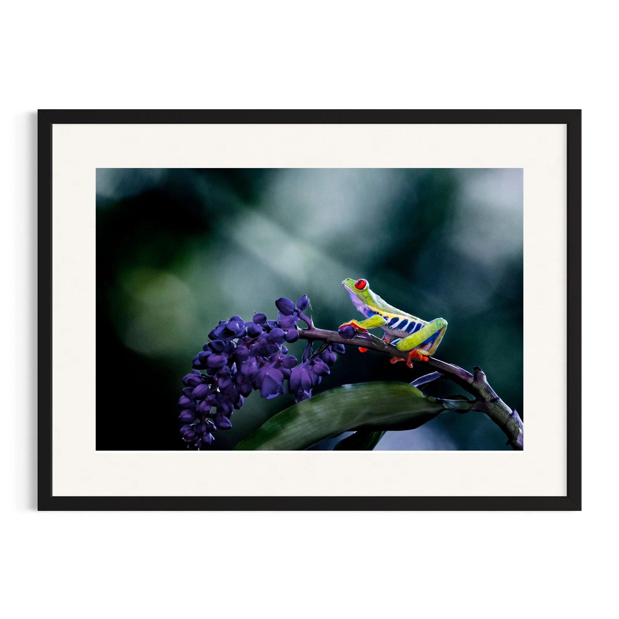 Red-eyed tree frog on branch in a black frame.