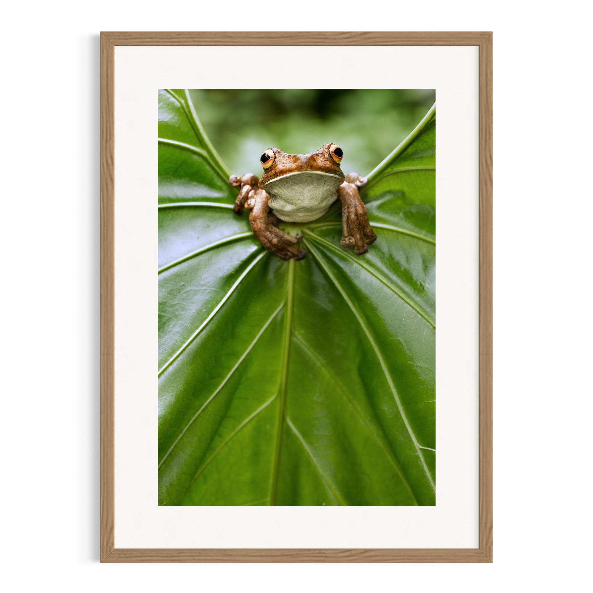 Frog resting in leaf centre in a Tasmanian oak frame.