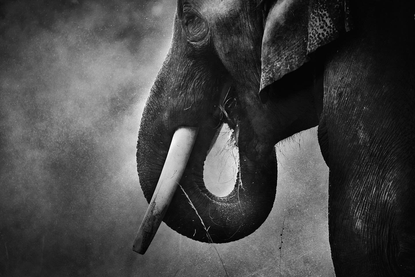 elephant #indianwildlife #asianelephant #nature#indiannature #johnwisemanphotography #johnwiseman#canonphotography #canoncollectiveaustralia #amazing #beauty#elephantsofinstagram #elephantlover #wildlifeplanet #johnwisemsn.com.au