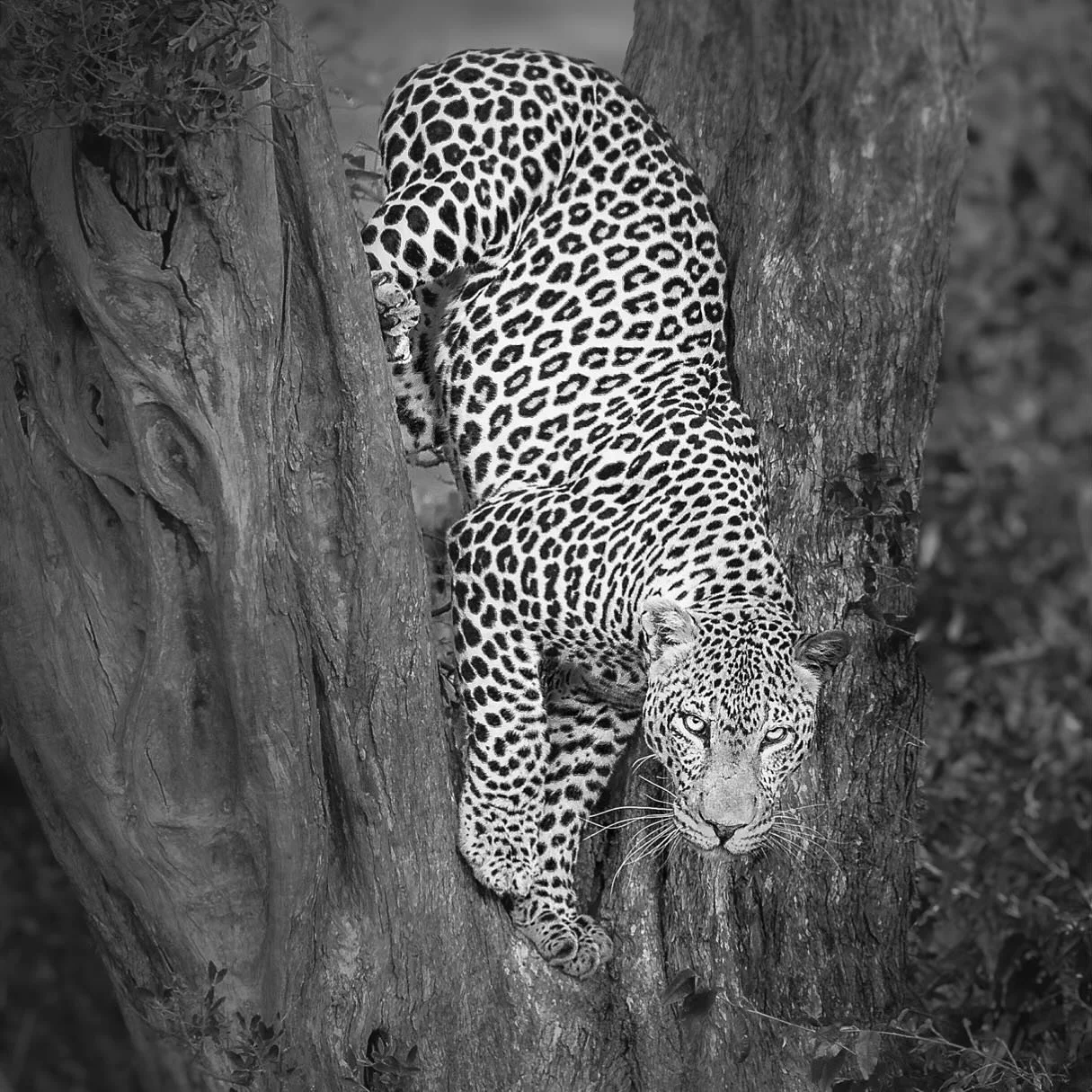 #leopard #bigcats #bigfive#africa #kenya##african #africanature #kenya🇰🇪 #maasai_mara #treescape #johnwiseman#canoncollective #johnwisemanphotography #johnwiseman.com.au #wildlifephotography #wildafrica #wildkenya #blackandwhite #animalblackandwhit