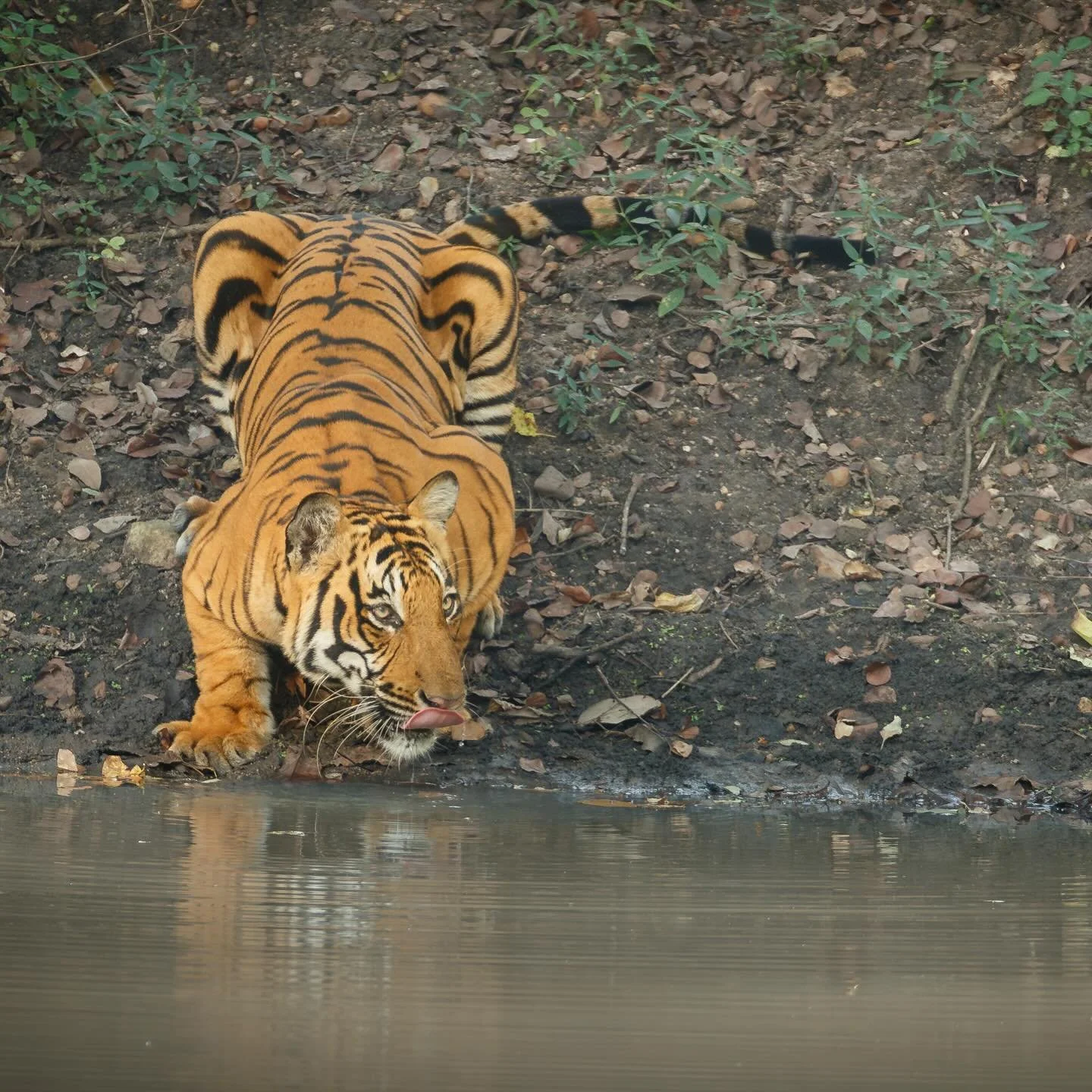 johnwiseman.com.au#tiger#india#bengalcat_lovers #bigcats #tigercats #wildlife#indianwildlife #ranthambore #ranthamborenationalpark #johnwisemanphotography #johnwiseman#wildlifephotography #australianwildlifephotography #canoncollective #natgeo#nature
