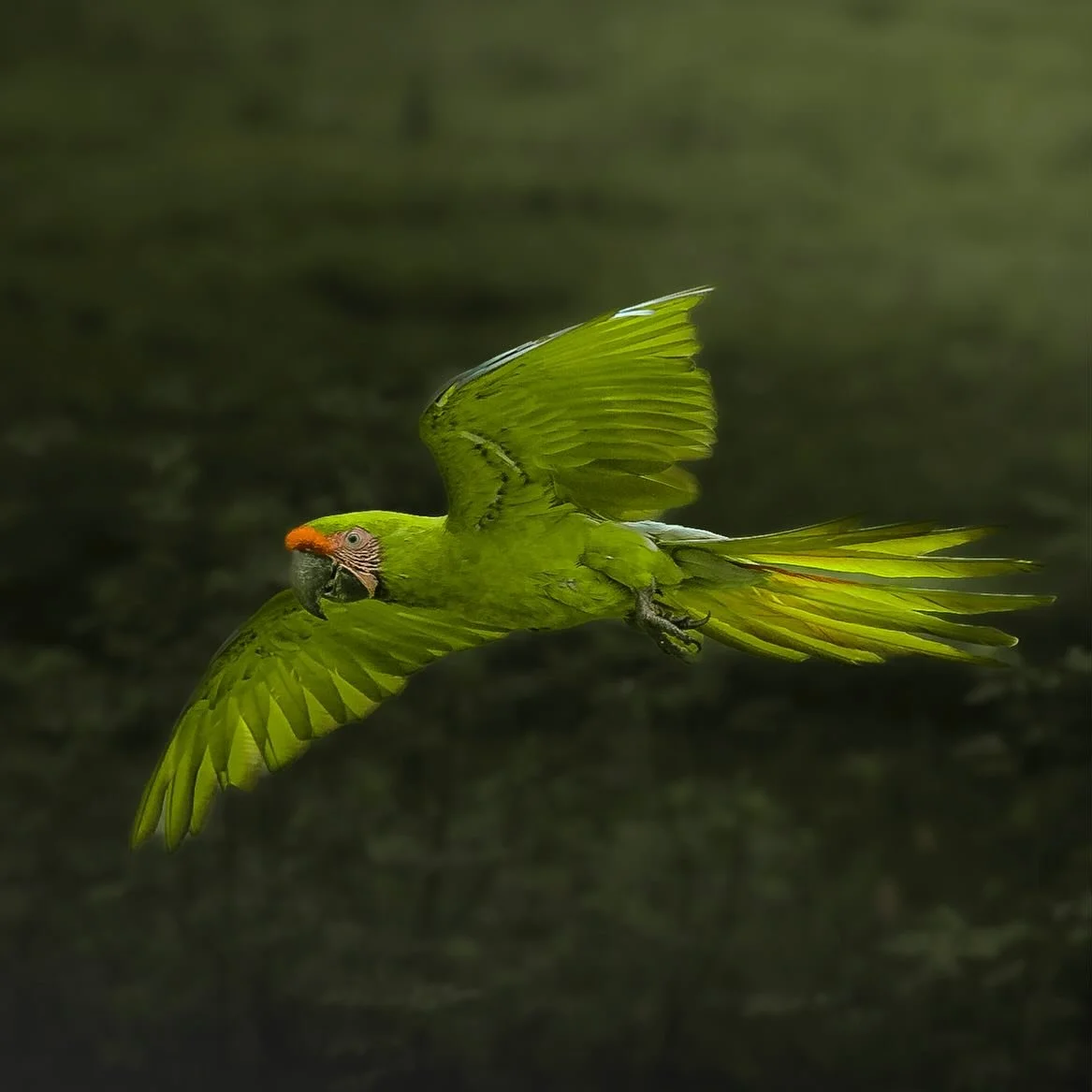 Johnwiseman.com.au #green#greenmacaw#macaw #macawsofinstagram #macawlover#flight#costarica #costaricagram #bird#birdphotography #birds_captures #canonphotography #johnwisemanphotography #johnwiseman #naturephotography #wildlifephotography #natgeo #au