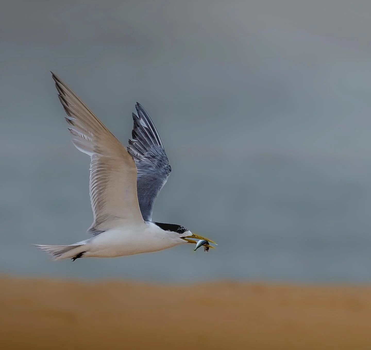 greatercrestedtern#tern#bird#birdsofinstagram #birds_captures #migratorybirds #woolumboola#lakewoolumboola #culburra#birdphotography #australiabirds#canocollective #johnwiseman#johnwisemanphotography #naturephotography #natgeo #birdinflight #