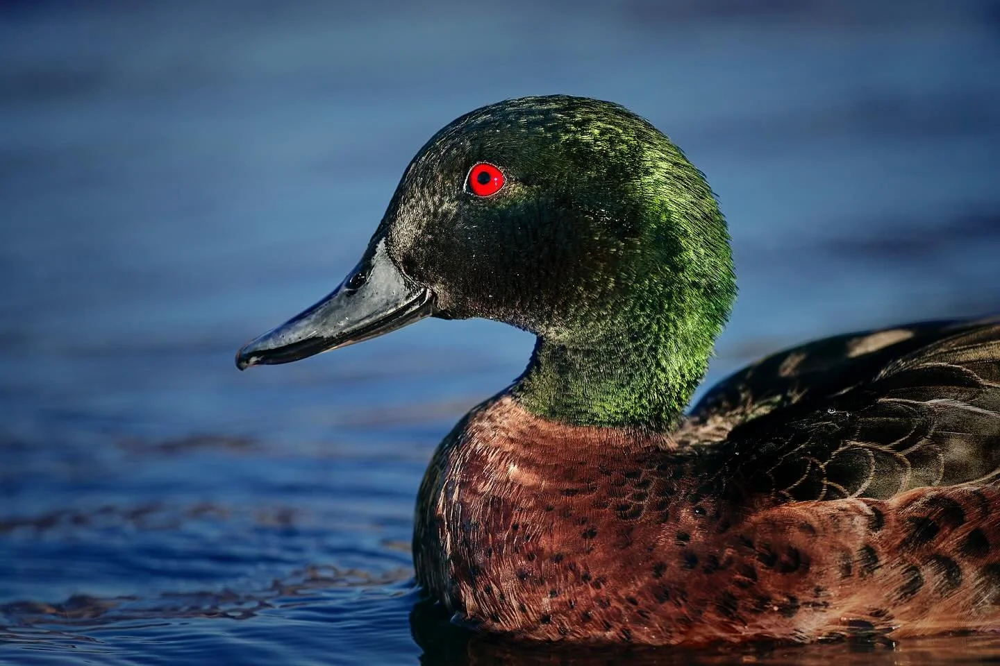 #chestnutteal #duck#geese#bird#nature #naturephotography #shoalhaven#australianbird #johnwiseman #johnwisemanphotography #canoncollective #green#chestnut#birdphoto #natgeophotography #